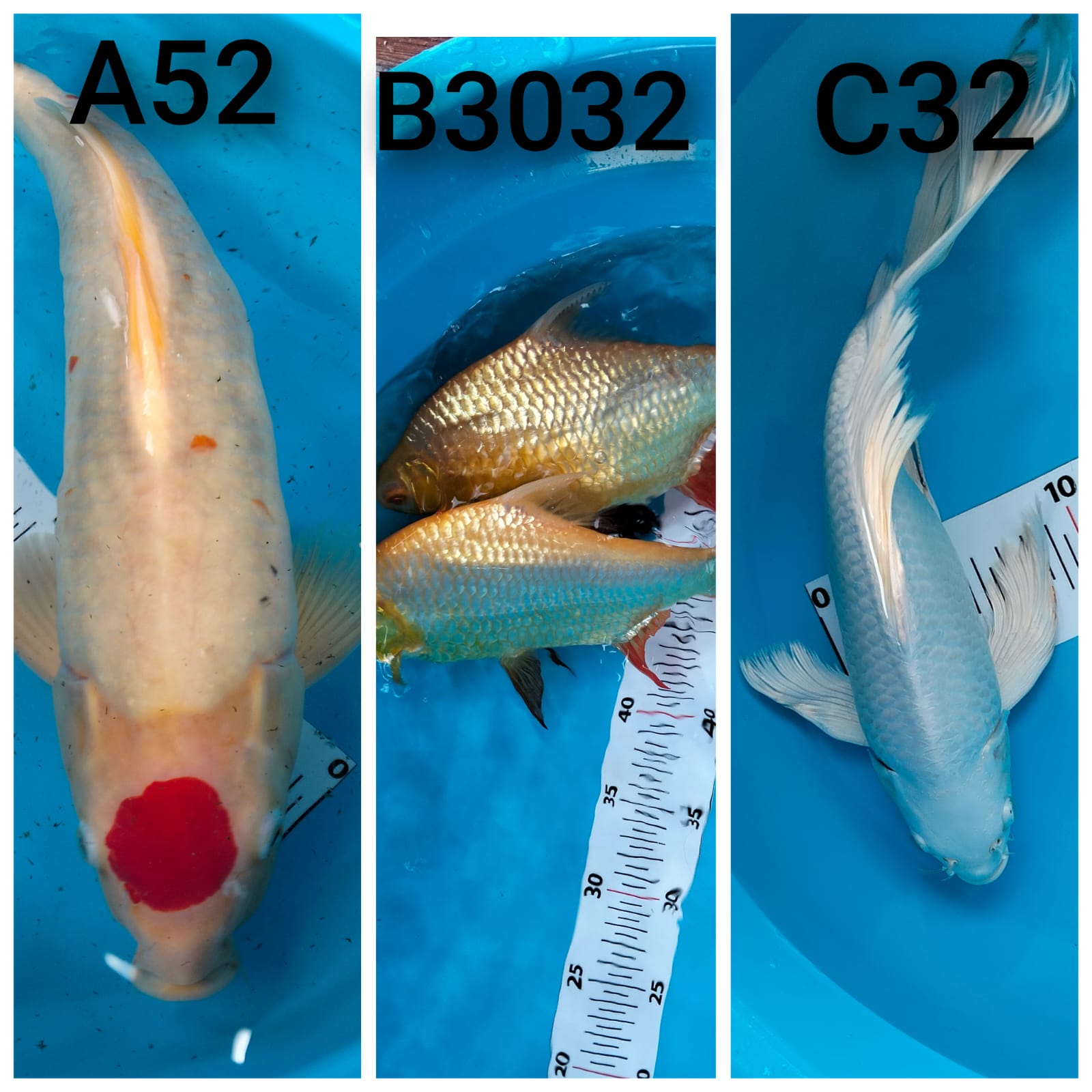 Lelang Koi Online, Jual Beli Ikan Koi, Pasar Koi Terbaik, Agen Lelang Koi, Penawaran Koi Berkualitas, Harga Jual Koi, Lelang Ikan Koi Import, Beli Koi Online, Jual Koi Murah, Koi Showroom, Penjual Koi Terpercaya, Lelang Koi Jakarta, Jual Koi Lokal, Koi Kualitas Unggul, Harga Terbaik Koi, Jual Koi Indukan, Lelang Ikan Hias Koi, Pasar Koi Indonesia, Beli Koi Berkualitas Tinggi, Koi Farm Terbesar, Jual Beli Koi Impor, Lelang Ikan Koi Kualitas Premium, Daftar Harga Koi Terbaru, Pusat Jual Beli Koi, Info Lelang Koi Hari Ini.