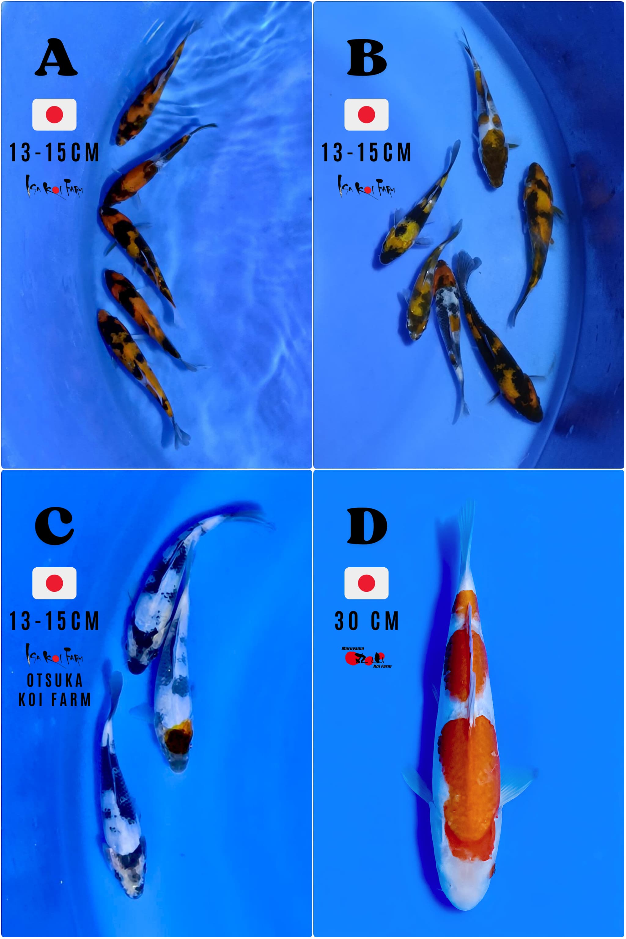 Lelang Koi Online, Jual Beli Ikan Koi, Pasar Koi Terbaik, Agen Lelang Koi, Penawaran Koi Berkualitas, Harga Jual Koi, Lelang Ikan Koi Import, Beli Koi Online, Jual Koi Murah, Koi Showroom, Penjual Koi Terpercaya, Lelang Koi Jakarta, Jual Koi Lokal, Koi Kualitas Unggul, Harga Terbaik Koi, Jual Koi Indukan, Lelang Ikan Hias Koi, Pasar Koi Indonesia, Beli Koi Berkualitas Tinggi, Koi Farm Terbesar, Jual Beli Koi Impor, Lelang Ikan Koi Kualitas Premium, Daftar Harga Koi Terbaru, Pusat Jual Beli Koi, Info Lelang Koi Hari Ini.