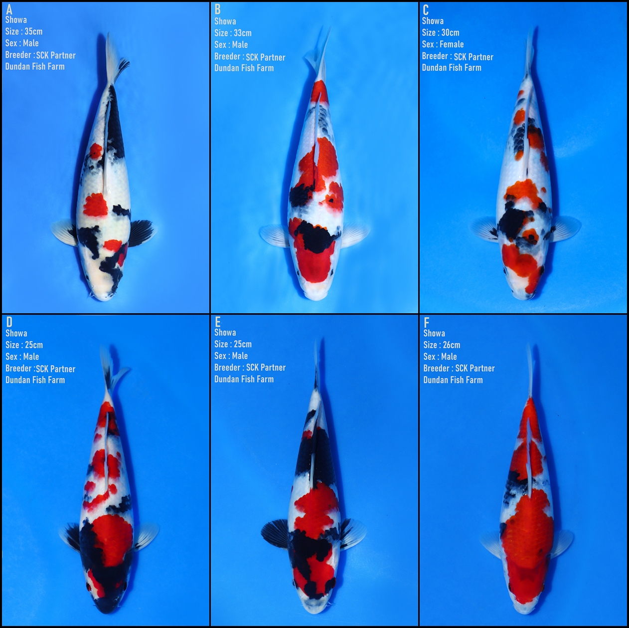 Lelang Koi Online, Jual Beli Ikan Koi, Pasar Koi Terbaik, Agen Lelang Koi, Penawaran Koi Berkualitas, Harga Jual Koi, Lelang Ikan Koi Import, Beli Koi Online, Jual Koi Murah, Koi Showroom, Penjual Koi Terpercaya, Lelang Koi Jakarta, Jual Koi Lokal, Koi Kualitas Unggul, Harga Terbaik Koi, Jual Koi Indukan, Lelang Ikan Hias Koi, Pasar Koi Indonesia, Beli Koi Berkualitas Tinggi, Koi Farm Terbesar, Jual Beli Koi Impor, Lelang Ikan Koi Kualitas Premium, Daftar Harga Koi Terbaru, Pusat Jual Beli Koi, Info Lelang Koi Hari Ini.