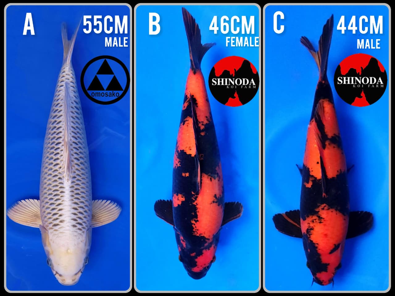 Lelang Koi Online, Jual Beli Ikan Koi, Pasar Koi Terbaik, Agen Lelang Koi, Penawaran Koi Berkualitas, Harga Jual Koi, Lelang Ikan Koi Import, Beli Koi Online, Jual Koi Murah, Koi Showroom, Penjual Koi Terpercaya, Lelang Koi Jakarta, Jual Koi Lokal, Koi Kualitas Unggul, Harga Terbaik Koi, Jual Koi Indukan, Lelang Ikan Hias Koi, Pasar Koi Indonesia, Beli Koi Berkualitas Tinggi, Koi Farm Terbesar, Jual Beli Koi Impor, Lelang Ikan Koi Kualitas Premium, Daftar Harga Koi Terbaru, Pusat Jual Beli Koi, Info Lelang Koi Hari Ini.