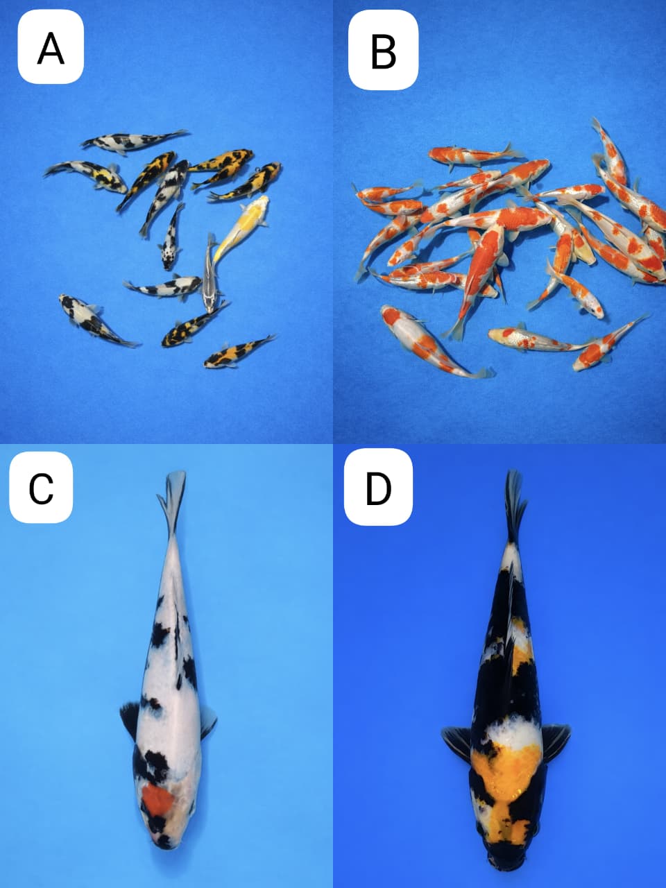 Lelang Koi Online, Jual Beli Ikan Koi, Pasar Koi Terbaik, Agen Lelang Koi, Penawaran Koi Berkualitas, Harga Jual Koi, Lelang Ikan Koi Import, Beli Koi Online, Jual Koi Murah, Koi Showroom, Penjual Koi Terpercaya, Lelang Koi Jakarta, Jual Koi Lokal, Koi Kualitas Unggul, Harga Terbaik Koi, Jual Koi Indukan, Lelang Ikan Hias Koi, Pasar Koi Indonesia, Beli Koi Berkualitas Tinggi, Koi Farm Terbesar, Jual Beli Koi Impor, Lelang Ikan Koi Kualitas Premium, Daftar Harga Koi Terbaru, Pusat Jual Beli Koi, Info Lelang Koi Hari Ini.