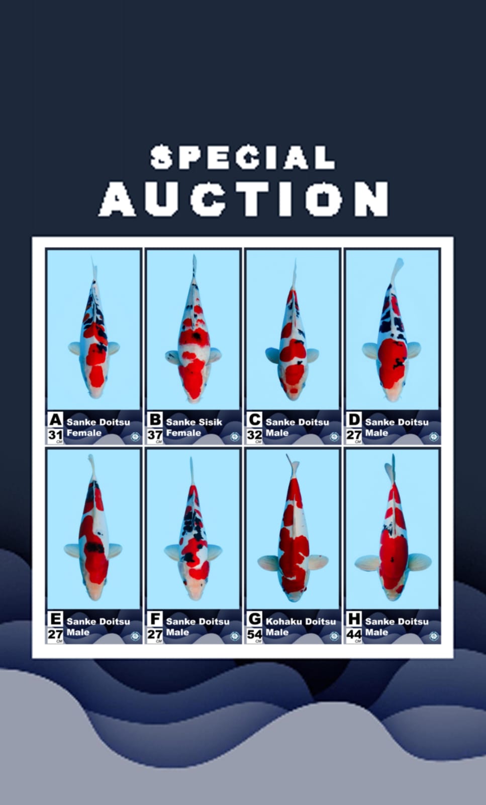 Lelang Koi Online, Jual Beli Ikan Koi, Pasar Koi Terbaik, Agen Lelang Koi, Penawaran Koi Berkualitas, Harga Jual Koi, Lelang Ikan Koi Import, Beli Koi Online, Jual Koi Murah, Koi Showroom, Penjual Koi Terpercaya, Lelang Koi Jakarta, Jual Koi Lokal, Koi Kualitas Unggul, Harga Terbaik Koi, Jual Koi Indukan, Lelang Ikan Hias Koi, Pasar Koi Indonesia, Beli Koi Berkualitas Tinggi, Koi Farm Terbesar, Jual Beli Koi Impor, Lelang Ikan Koi Kualitas Premium, Daftar Harga Koi Terbaru, Pusat Jual Beli Koi, Info Lelang Koi Hari Ini.