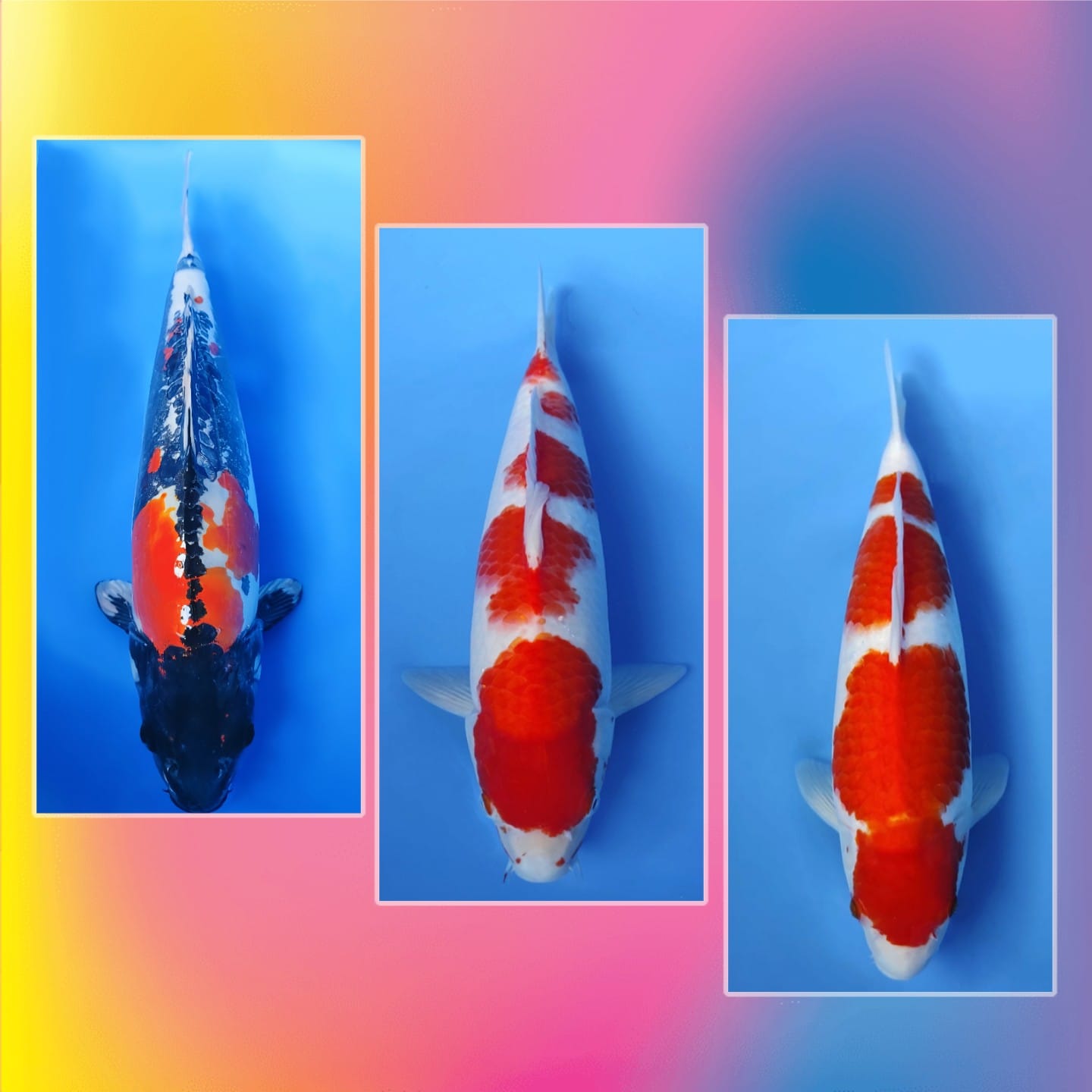 Lelang Koi Online, Jual Beli Ikan Koi, Pasar Koi Terbaik, Agen Lelang Koi, Penawaran Koi Berkualitas, Harga Jual Koi, Lelang Ikan Koi Import, Beli Koi Online, Jual Koi Murah, Koi Showroom, Penjual Koi Terpercaya, Lelang Koi Jakarta, Jual Koi Lokal, Koi Kualitas Unggul, Harga Terbaik Koi, Jual Koi Indukan, Lelang Ikan Hias Koi, Pasar Koi Indonesia, Beli Koi Berkualitas Tinggi, Koi Farm Terbesar, Jual Beli Koi Impor, Lelang Ikan Koi Kualitas Premium, Daftar Harga Koi Terbaru, Pusat Jual Beli Koi, Info Lelang Koi Hari Ini.