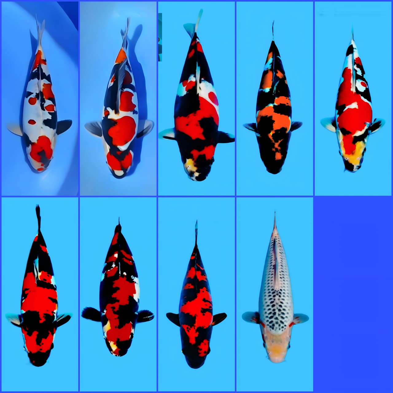 Lelang Koi Online, Jual Beli Ikan Koi, Pasar Koi Terbaik, Agen Lelang Koi, Penawaran Koi Berkualitas, Harga Jual Koi, Lelang Ikan Koi Import, Beli Koi Online, Jual Koi Murah, Koi Showroom, Penjual Koi Terpercaya, Lelang Koi Jakarta, Jual Koi Lokal, Koi Kualitas Unggul, Harga Terbaik Koi, Jual Koi Indukan, Lelang Ikan Hias Koi, Pasar Koi Indonesia, Beli Koi Berkualitas Tinggi, Koi Farm Terbesar, Jual Beli Koi Impor, Lelang Ikan Koi Kualitas Premium, Daftar Harga Koi Terbaru, Pusat Jual Beli Koi, Info Lelang Koi Hari Ini.