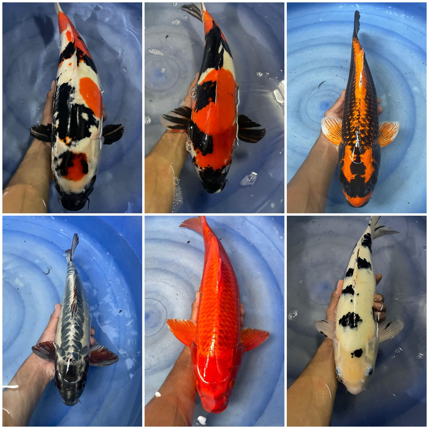 Lelang Koi Online, Jual Beli Ikan Koi, Pasar Koi Terbaik, Agen Lelang Koi, Penawaran Koi Berkualitas, Harga Jual Koi, Lelang Ikan Koi Import, Beli Koi Online, Jual Koi Murah, Koi Showroom, Penjual Koi Terpercaya, Lelang Koi Jakarta, Jual Koi Lokal, Koi Kualitas Unggul, Harga Terbaik Koi, Jual Koi Indukan, Lelang Ikan Hias Koi, Pasar Koi Indonesia, Beli Koi Berkualitas Tinggi, Koi Farm Terbesar, Jual Beli Koi Impor, Lelang Ikan Koi Kualitas Premium, Daftar Harga Koi Terbaru, Pusat Jual Beli Koi, Info Lelang Koi Hari Ini.