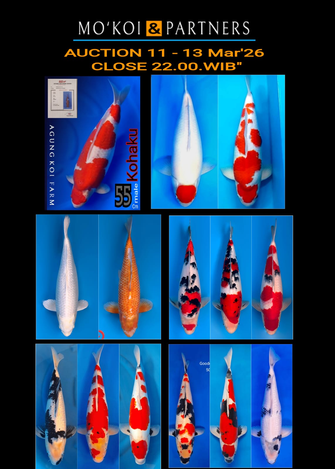 Lelang Koi Online, Jual Beli Ikan Koi, Pasar Koi Terbaik, Agen Lelang Koi, Penawaran Koi Berkualitas, Harga Jual Koi, Lelang Ikan Koi Import, Beli Koi Online, Jual Koi Murah, Koi Showroom, Penjual Koi Terpercaya, Lelang Koi Jakarta, Jual Koi Lokal, Koi Kualitas Unggul, Harga Terbaik Koi, Jual Koi Indukan, Lelang Ikan Hias Koi, Pasar Koi Indonesia, Beli Koi Berkualitas Tinggi, Koi Farm Terbesar, Jual Beli Koi Impor, Lelang Ikan Koi Kualitas Premium, Daftar Harga Koi Terbaru, Pusat Jual Beli Koi, Info Lelang Koi Hari Ini.