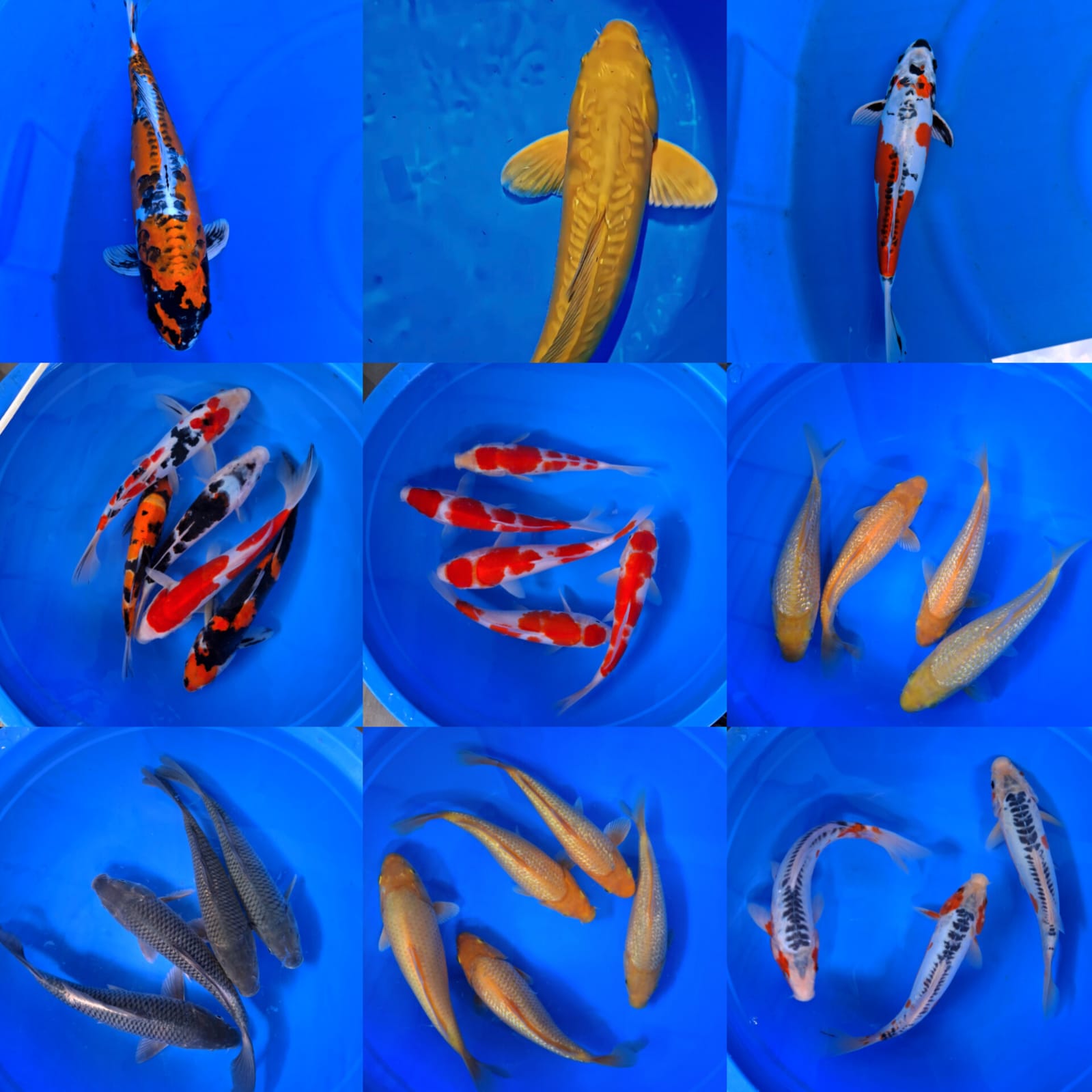 Lelang Koi Online, Jual Beli Ikan Koi, Pasar Koi Terbaik, Agen Lelang Koi, Penawaran Koi Berkualitas, Harga Jual Koi, Lelang Ikan Koi Import, Beli Koi Online, Jual Koi Murah, Koi Showroom, Penjual Koi Terpercaya, Lelang Koi Jakarta, Jual Koi Lokal, Koi Kualitas Unggul, Harga Terbaik Koi, Jual Koi Indukan, Lelang Ikan Hias Koi, Pasar Koi Indonesia, Beli Koi Berkualitas Tinggi, Koi Farm Terbesar, Jual Beli Koi Impor, Lelang Ikan Koi Kualitas Premium, Daftar Harga Koi Terbaru, Pusat Jual Beli Koi, Info Lelang Koi Hari Ini.