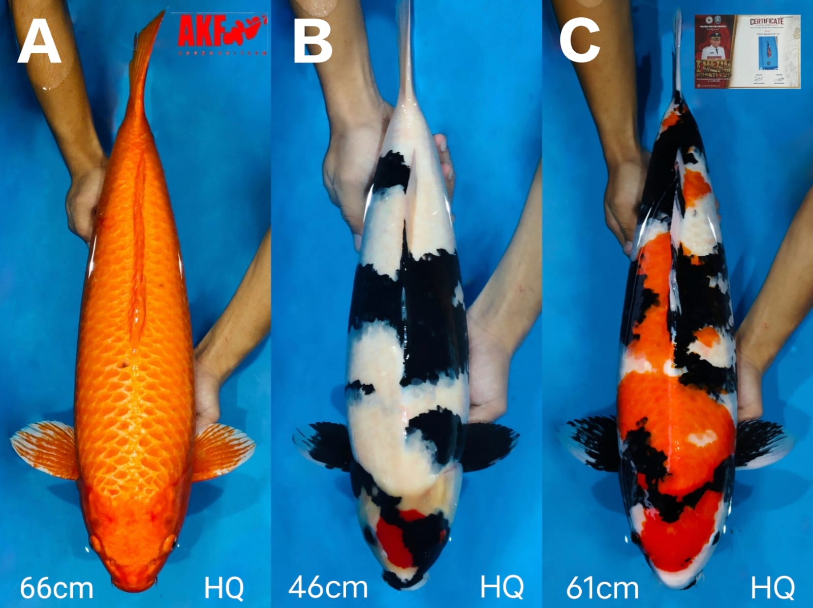 Lelang Koi Online, Jual Beli Ikan Koi, Pasar Koi Terbaik, Agen Lelang Koi, Penawaran Koi Berkualitas, Harga Jual Koi, Lelang Ikan Koi Import, Beli Koi Online, Jual Koi Murah, Koi Showroom, Penjual Koi Terpercaya, Lelang Koi Jakarta, Jual Koi Lokal, Koi Kualitas Unggul, Harga Terbaik Koi, Jual Koi Indukan, Lelang Ikan Hias Koi, Pasar Koi Indonesia, Beli Koi Berkualitas Tinggi, Koi Farm Terbesar, Jual Beli Koi Impor, Lelang Ikan Koi Kualitas Premium, Daftar Harga Koi Terbaru, Pusat Jual Beli Koi, Info Lelang Koi Hari Ini.