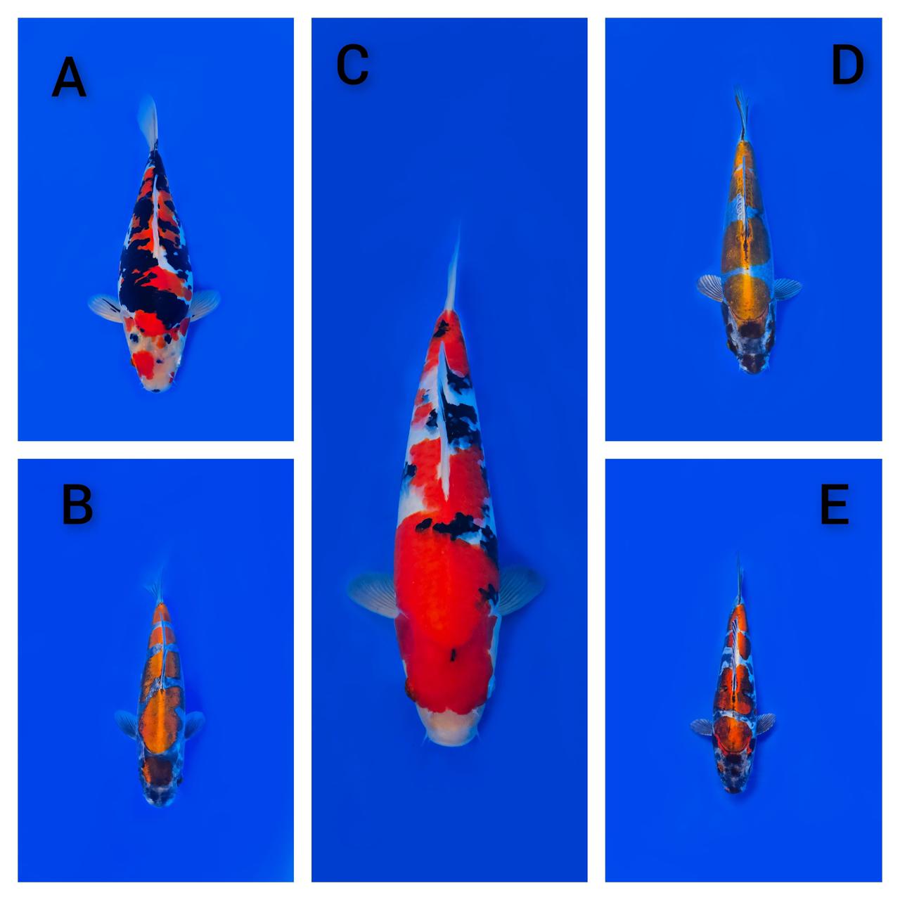 Lelang Koi Online, Jual Beli Ikan Koi, Pasar Koi Terbaik, Agen Lelang Koi, Penawaran Koi Berkualitas, Harga Jual Koi, Lelang Ikan Koi Import, Beli Koi Online, Jual Koi Murah, Koi Showroom, Penjual Koi Terpercaya, Lelang Koi Jakarta, Jual Koi Lokal, Koi Kualitas Unggul, Harga Terbaik Koi, Jual Koi Indukan, Lelang Ikan Hias Koi, Pasar Koi Indonesia, Beli Koi Berkualitas Tinggi, Koi Farm Terbesar, Jual Beli Koi Impor, Lelang Ikan Koi Kualitas Premium, Daftar Harga Koi Terbaru, Pusat Jual Beli Koi, Info Lelang Koi Hari Ini.