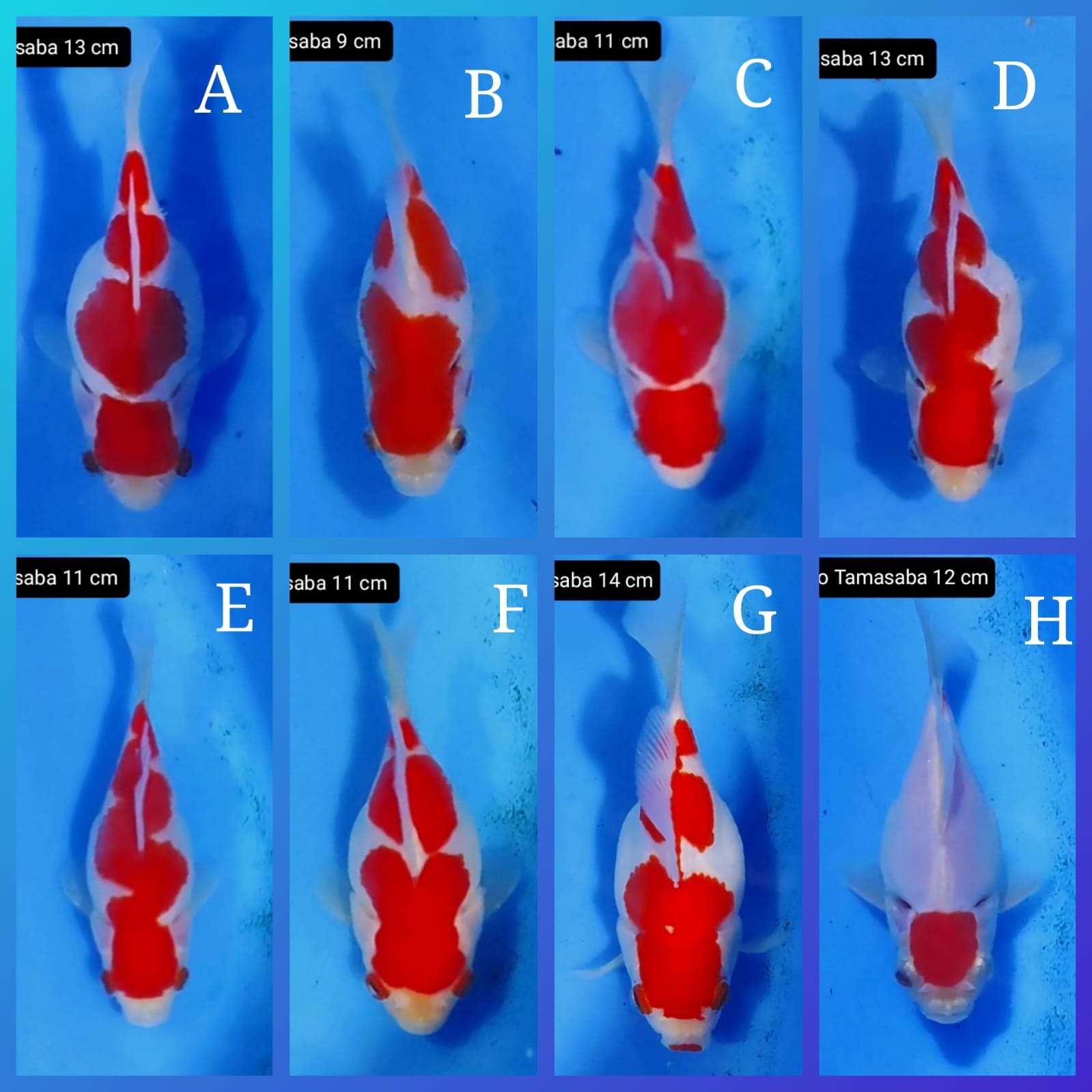 Lelang Koi Online, Jual Beli Ikan Koi, Pasar Koi Terbaik, Agen Lelang Koi, Penawaran Koi Berkualitas, Harga Jual Koi, Lelang Ikan Koi Import, Beli Koi Online, Jual Koi Murah, Koi Showroom, Penjual Koi Terpercaya, Lelang Koi Jakarta, Jual Koi Lokal, Koi Kualitas Unggul, Harga Terbaik Koi, Jual Koi Indukan, Lelang Ikan Hias Koi, Pasar Koi Indonesia, Beli Koi Berkualitas Tinggi, Koi Farm Terbesar, Jual Beli Koi Impor, Lelang Ikan Koi Kualitas Premium, Daftar Harga Koi Terbaru, Pusat Jual Beli Koi, Info Lelang Koi Hari Ini.