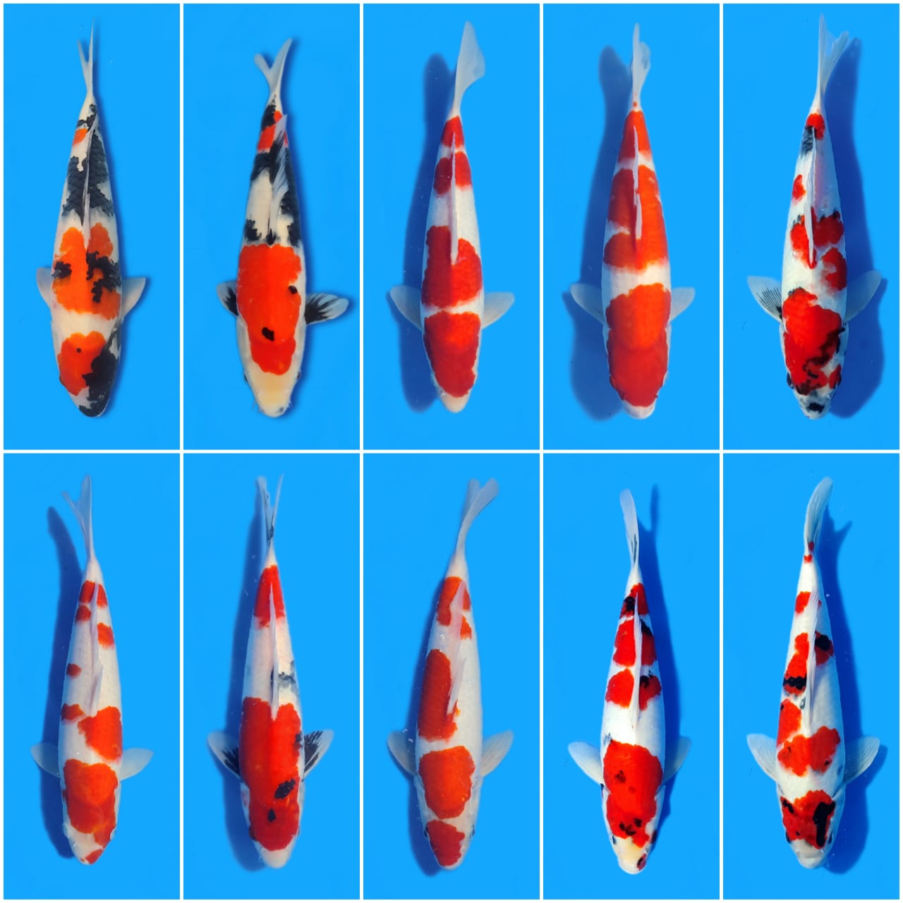 Lelang Koi Online, Jual Beli Ikan Koi, Pasar Koi Terbaik, Agen Lelang Koi, Penawaran Koi Berkualitas, Harga Jual Koi, Lelang Ikan Koi Import, Beli Koi Online, Jual Koi Murah, Koi Showroom, Penjual Koi Terpercaya, Lelang Koi Jakarta, Jual Koi Lokal, Koi Kualitas Unggul, Harga Terbaik Koi, Jual Koi Indukan, Lelang Ikan Hias Koi, Pasar Koi Indonesia, Beli Koi Berkualitas Tinggi, Koi Farm Terbesar, Jual Beli Koi Impor, Lelang Ikan Koi Kualitas Premium, Daftar Harga Koi Terbaru, Pusat Jual Beli Koi, Info Lelang Koi Hari Ini.
