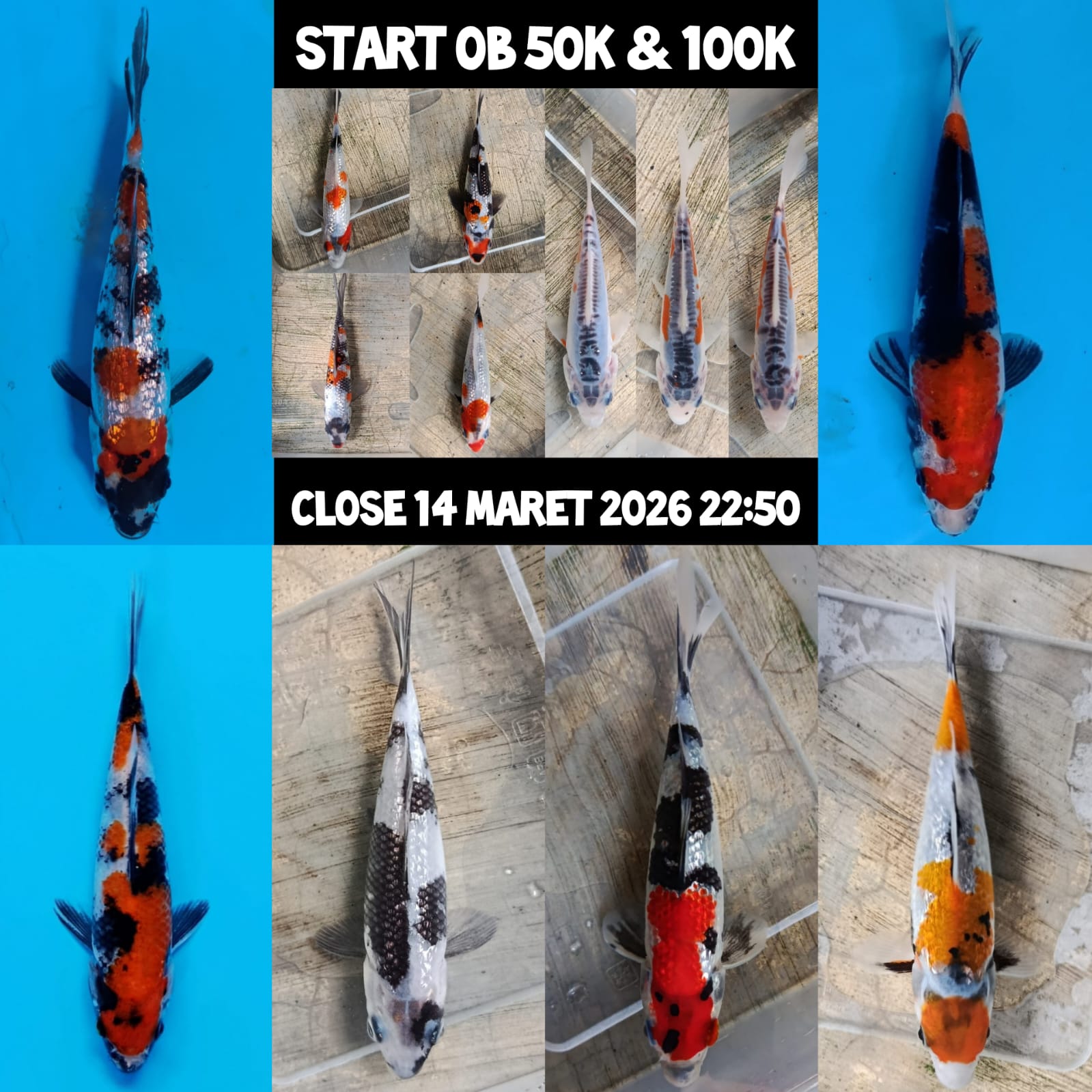 Lelang Koi Online, Jual Beli Ikan Koi, Pasar Koi Terbaik, Agen Lelang Koi, Penawaran Koi Berkualitas, Harga Jual Koi, Lelang Ikan Koi Import, Beli Koi Online, Jual Koi Murah, Koi Showroom, Penjual Koi Terpercaya, Lelang Koi Jakarta, Jual Koi Lokal, Koi Kualitas Unggul, Harga Terbaik Koi, Jual Koi Indukan, Lelang Ikan Hias Koi, Pasar Koi Indonesia, Beli Koi Berkualitas Tinggi, Koi Farm Terbesar, Jual Beli Koi Impor, Lelang Ikan Koi Kualitas Premium, Daftar Harga Koi Terbaru, Pusat Jual Beli Koi, Info Lelang Koi Hari Ini.