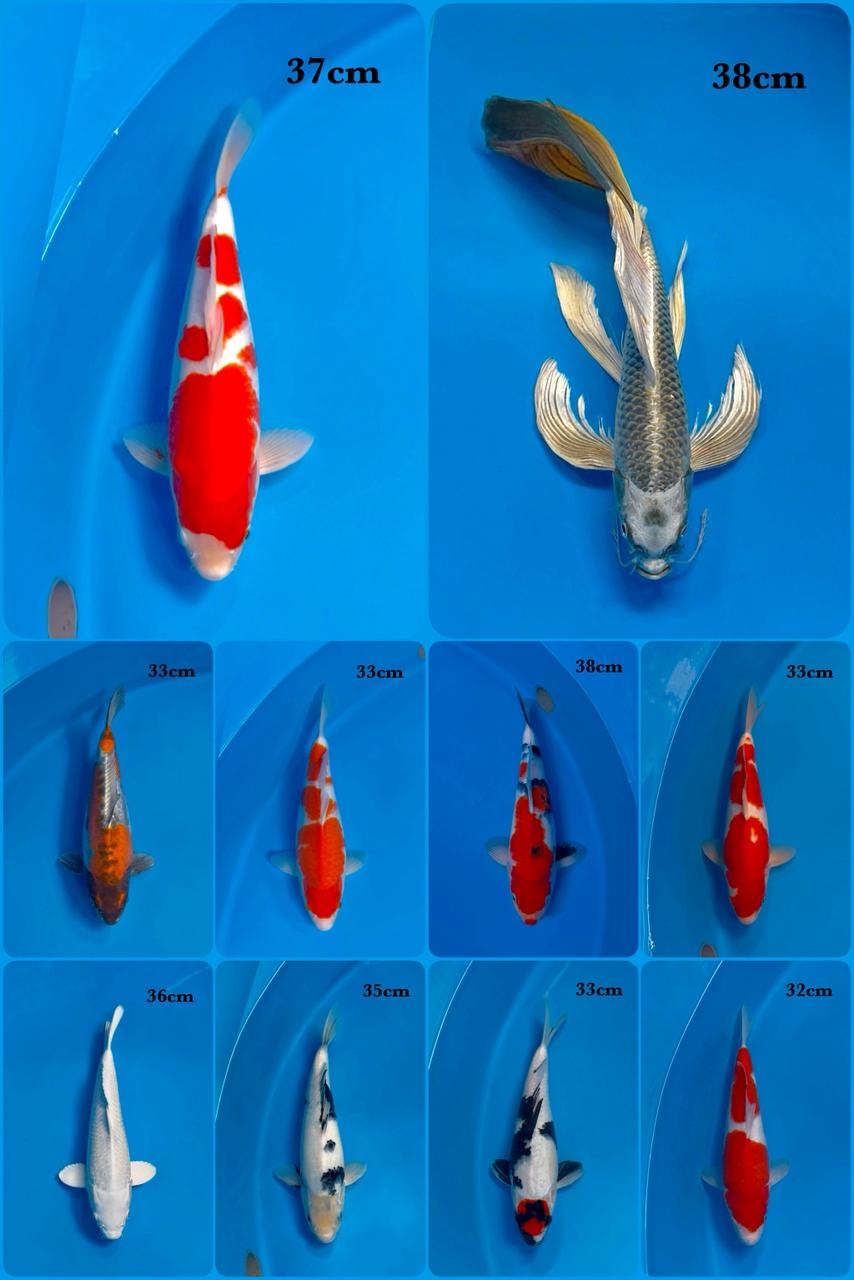 Lelang Koi Online, Jual Beli Ikan Koi, Pasar Koi Terbaik, Agen Lelang Koi, Penawaran Koi Berkualitas, Harga Jual Koi, Lelang Ikan Koi Import, Beli Koi Online, Jual Koi Murah, Koi Showroom, Penjual Koi Terpercaya, Lelang Koi Jakarta, Jual Koi Lokal, Koi Kualitas Unggul, Harga Terbaik Koi, Jual Koi Indukan, Lelang Ikan Hias Koi, Pasar Koi Indonesia, Beli Koi Berkualitas Tinggi, Koi Farm Terbesar, Jual Beli Koi Impor, Lelang Ikan Koi Kualitas Premium, Daftar Harga Koi Terbaru, Pusat Jual Beli Koi, Info Lelang Koi Hari Ini.