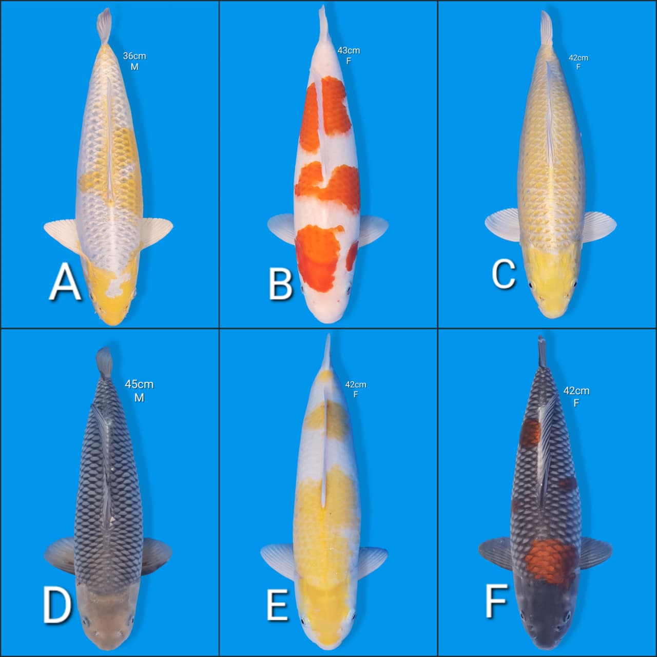 Lelang Koi Online, Jual Beli Ikan Koi, Pasar Koi Terbaik, Agen Lelang Koi, Penawaran Koi Berkualitas, Harga Jual Koi, Lelang Ikan Koi Import, Beli Koi Online, Jual Koi Murah, Koi Showroom, Penjual Koi Terpercaya, Lelang Koi Jakarta, Jual Koi Lokal, Koi Kualitas Unggul, Harga Terbaik Koi, Jual Koi Indukan, Lelang Ikan Hias Koi, Pasar Koi Indonesia, Beli Koi Berkualitas Tinggi, Koi Farm Terbesar, Jual Beli Koi Impor, Lelang Ikan Koi Kualitas Premium, Daftar Harga Koi Terbaru, Pusat Jual Beli Koi, Info Lelang Koi Hari Ini.