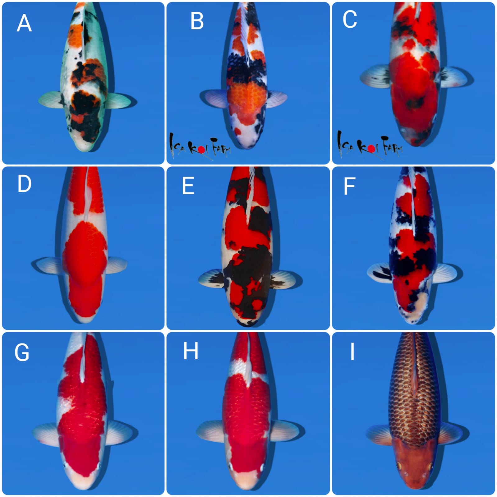 Lelang Koi Online, Jual Beli Ikan Koi, Pasar Koi Terbaik, Agen Lelang Koi, Penawaran Koi Berkualitas, Harga Jual Koi, Lelang Ikan Koi Import, Beli Koi Online, Jual Koi Murah, Koi Showroom, Penjual Koi Terpercaya, Lelang Koi Jakarta, Jual Koi Lokal, Koi Kualitas Unggul, Harga Terbaik Koi, Jual Koi Indukan, Lelang Ikan Hias Koi, Pasar Koi Indonesia, Beli Koi Berkualitas Tinggi, Koi Farm Terbesar, Jual Beli Koi Impor, Lelang Ikan Koi Kualitas Premium, Daftar Harga Koi Terbaru, Pusat Jual Beli Koi, Info Lelang Koi Hari Ini.