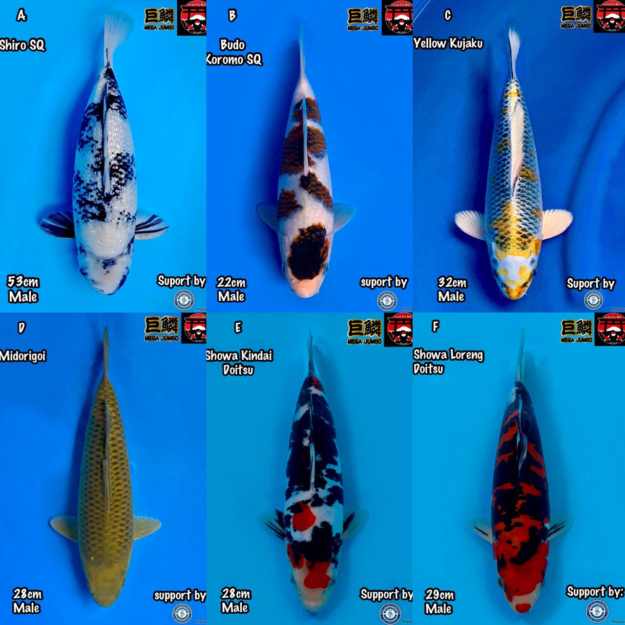 Lelang Koi Online, Jual Beli Ikan Koi, Pasar Koi Terbaik, Agen Lelang Koi, Penawaran Koi Berkualitas, Harga Jual Koi, Lelang Ikan Koi Import, Beli Koi Online, Jual Koi Murah, Koi Showroom, Penjual Koi Terpercaya, Lelang Koi Jakarta, Jual Koi Lokal, Koi Kualitas Unggul, Harga Terbaik Koi, Jual Koi Indukan, Lelang Ikan Hias Koi, Pasar Koi Indonesia, Beli Koi Berkualitas Tinggi, Koi Farm Terbesar, Jual Beli Koi Impor, Lelang Ikan Koi Kualitas Premium, Daftar Harga Koi Terbaru, Pusat Jual Beli Koi, Info Lelang Koi Hari Ini.
