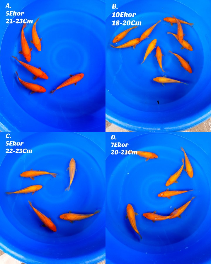 Lelang Koi Online, Jual Beli Ikan Koi, Pasar Koi Terbaik, Agen Lelang Koi, Penawaran Koi Berkualitas, Harga Jual Koi, Lelang Ikan Koi Import, Beli Koi Online, Jual Koi Murah, Koi Showroom, Penjual Koi Terpercaya, Lelang Koi Jakarta, Jual Koi Lokal, Koi Kualitas Unggul, Harga Terbaik Koi, Jual Koi Indukan, Lelang Ikan Hias Koi, Pasar Koi Indonesia, Beli Koi Berkualitas Tinggi, Koi Farm Terbesar, Jual Beli Koi Impor, Lelang Ikan Koi Kualitas Premium, Daftar Harga Koi Terbaru, Pusat Jual Beli Koi, Info Lelang Koi Hari Ini.