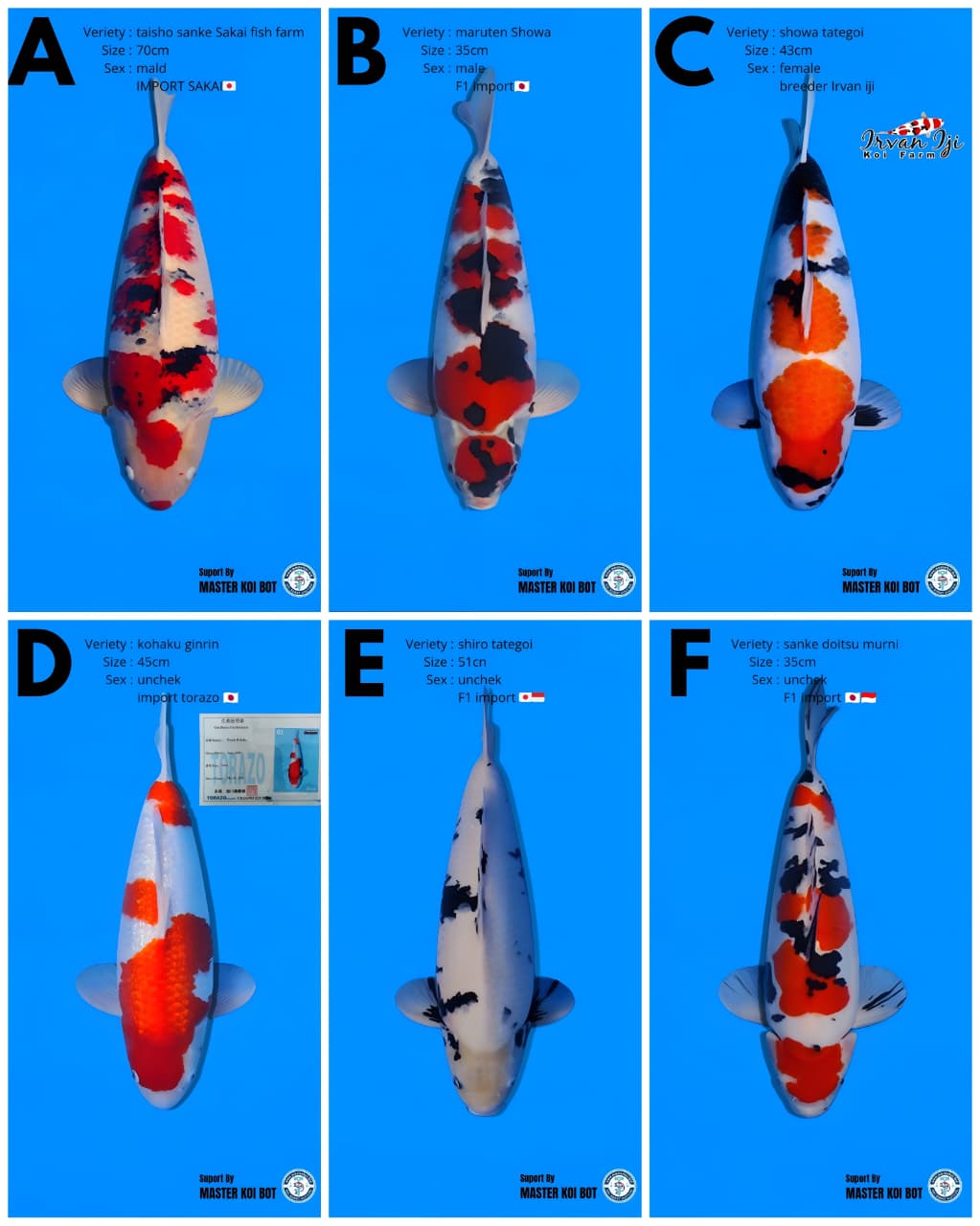 Lelang Koi Online, Jual Beli Ikan Koi, Pasar Koi Terbaik, Agen Lelang Koi, Penawaran Koi Berkualitas, Harga Jual Koi, Lelang Ikan Koi Import, Beli Koi Online, Jual Koi Murah, Koi Showroom, Penjual Koi Terpercaya, Lelang Koi Jakarta, Jual Koi Lokal, Koi Kualitas Unggul, Harga Terbaik Koi, Jual Koi Indukan, Lelang Ikan Hias Koi, Pasar Koi Indonesia, Beli Koi Berkualitas Tinggi, Koi Farm Terbesar, Jual Beli Koi Impor, Lelang Ikan Koi Kualitas Premium, Daftar Harga Koi Terbaru, Pusat Jual Beli Koi, Info Lelang Koi Hari Ini.