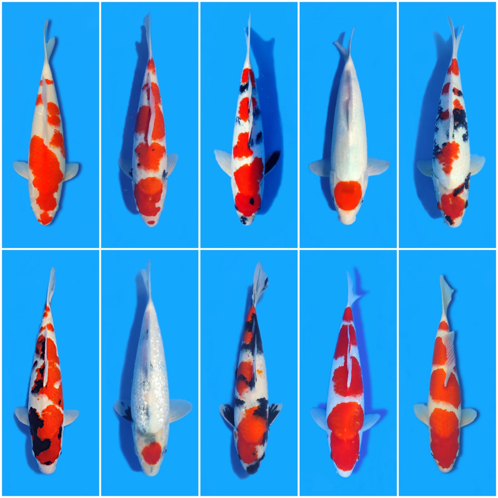 Lelang Koi Online, Jual Beli Ikan Koi, Pasar Koi Terbaik, Agen Lelang Koi, Penawaran Koi Berkualitas, Harga Jual Koi, Lelang Ikan Koi Import, Beli Koi Online, Jual Koi Murah, Koi Showroom, Penjual Koi Terpercaya, Lelang Koi Jakarta, Jual Koi Lokal, Koi Kualitas Unggul, Harga Terbaik Koi, Jual Koi Indukan, Lelang Ikan Hias Koi, Pasar Koi Indonesia, Beli Koi Berkualitas Tinggi, Koi Farm Terbesar, Jual Beli Koi Impor, Lelang Ikan Koi Kualitas Premium, Daftar Harga Koi Terbaru, Pusat Jual Beli Koi, Info Lelang Koi Hari Ini.
