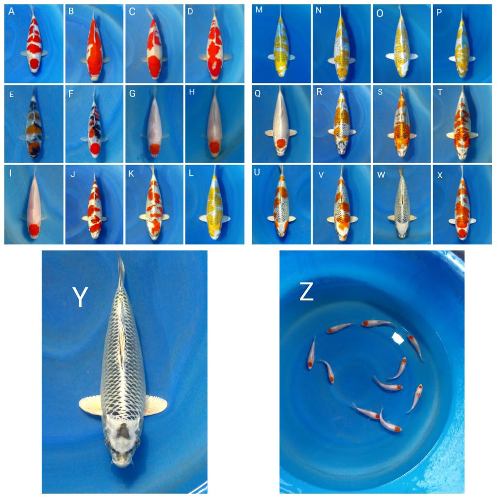 Lelang Koi Online, Jual Beli Ikan Koi, Pasar Koi Terbaik, Agen Lelang Koi, Penawaran Koi Berkualitas, Harga Jual Koi, Lelang Ikan Koi Import, Beli Koi Online, Jual Koi Murah, Koi Showroom, Penjual Koi Terpercaya, Lelang Koi Jakarta, Jual Koi Lokal, Koi Kualitas Unggul, Harga Terbaik Koi, Jual Koi Indukan, Lelang Ikan Hias Koi, Pasar Koi Indonesia, Beli Koi Berkualitas Tinggi, Koi Farm Terbesar, Jual Beli Koi Impor, Lelang Ikan Koi Kualitas Premium, Daftar Harga Koi Terbaru, Pusat Jual Beli Koi, Info Lelang Koi Hari Ini.