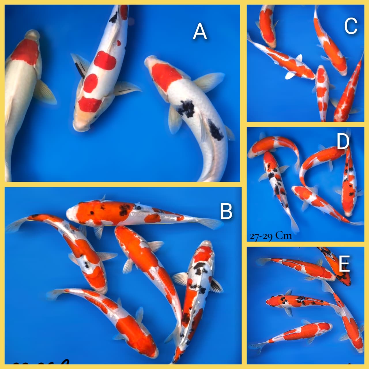 Lelang Koi Online, Jual Beli Ikan Koi, Pasar Koi Terbaik, Agen Lelang Koi, Penawaran Koi Berkualitas, Harga Jual Koi, Lelang Ikan Koi Import, Beli Koi Online, Jual Koi Murah, Koi Showroom, Penjual Koi Terpercaya, Lelang Koi Jakarta, Jual Koi Lokal, Koi Kualitas Unggul, Harga Terbaik Koi, Jual Koi Indukan, Lelang Ikan Hias Koi, Pasar Koi Indonesia, Beli Koi Berkualitas Tinggi, Koi Farm Terbesar, Jual Beli Koi Impor, Lelang Ikan Koi Kualitas Premium, Daftar Harga Koi Terbaru, Pusat Jual Beli Koi, Info Lelang Koi Hari Ini.