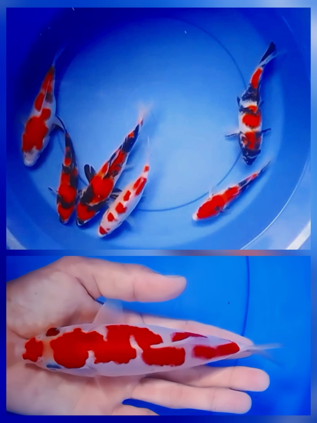 Lelang Koi Online, Jual Beli Ikan Koi, Pasar Koi Terbaik, Agen Lelang Koi, Penawaran Koi Berkualitas, Harga Jual Koi, Lelang Ikan Koi Import, Beli Koi Online, Jual Koi Murah, Koi Showroom, Penjual Koi Terpercaya, Lelang Koi Jakarta, Jual Koi Lokal, Koi Kualitas Unggul, Harga Terbaik Koi, Jual Koi Indukan, Lelang Ikan Hias Koi, Pasar Koi Indonesia, Beli Koi Berkualitas Tinggi, Koi Farm Terbesar, Jual Beli Koi Impor, Lelang Ikan Koi Kualitas Premium, Daftar Harga Koi Terbaru, Pusat Jual Beli Koi, Info Lelang Koi Hari Ini.