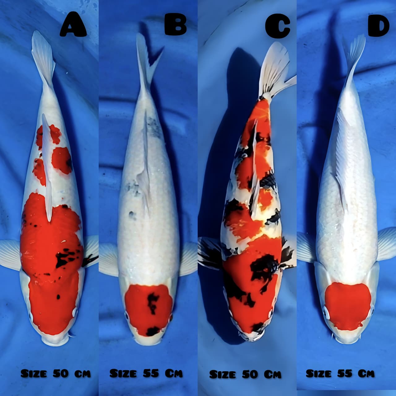 Lelang Koi Online, Jual Beli Ikan Koi, Pasar Koi Terbaik, Agen Lelang Koi, Penawaran Koi Berkualitas, Harga Jual Koi, Lelang Ikan Koi Import, Beli Koi Online, Jual Koi Murah, Koi Showroom, Penjual Koi Terpercaya, Lelang Koi Jakarta, Jual Koi Lokal, Koi Kualitas Unggul, Harga Terbaik Koi, Jual Koi Indukan, Lelang Ikan Hias Koi, Pasar Koi Indonesia, Beli Koi Berkualitas Tinggi, Koi Farm Terbesar, Jual Beli Koi Impor, Lelang Ikan Koi Kualitas Premium, Daftar Harga Koi Terbaru, Pusat Jual Beli Koi, Info Lelang Koi Hari Ini.