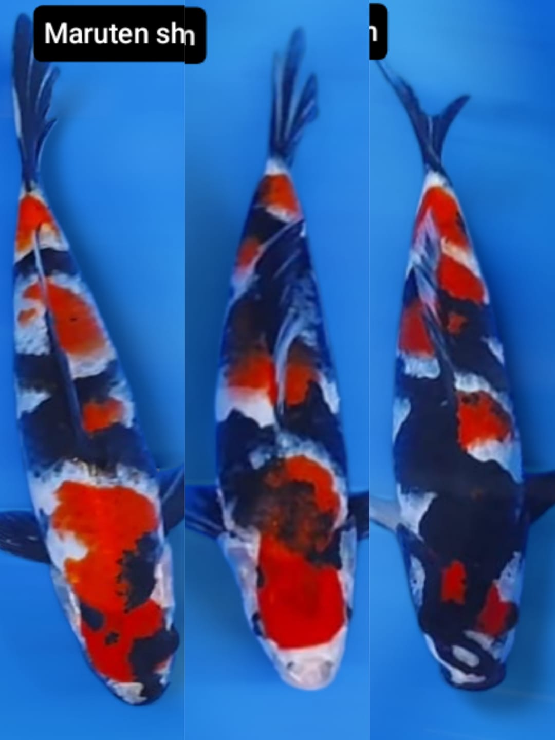 Lelang Koi Online, Jual Beli Ikan Koi, Pasar Koi Terbaik, Agen Lelang Koi, Penawaran Koi Berkualitas, Harga Jual Koi, Lelang Ikan Koi Import, Beli Koi Online, Jual Koi Murah, Koi Showroom, Penjual Koi Terpercaya, Lelang Koi Jakarta, Jual Koi Lokal, Koi Kualitas Unggul, Harga Terbaik Koi, Jual Koi Indukan, Lelang Ikan Hias Koi, Pasar Koi Indonesia, Beli Koi Berkualitas Tinggi, Koi Farm Terbesar, Jual Beli Koi Impor, Lelang Ikan Koi Kualitas Premium, Daftar Harga Koi Terbaru, Pusat Jual Beli Koi, Info Lelang Koi Hari Ini.