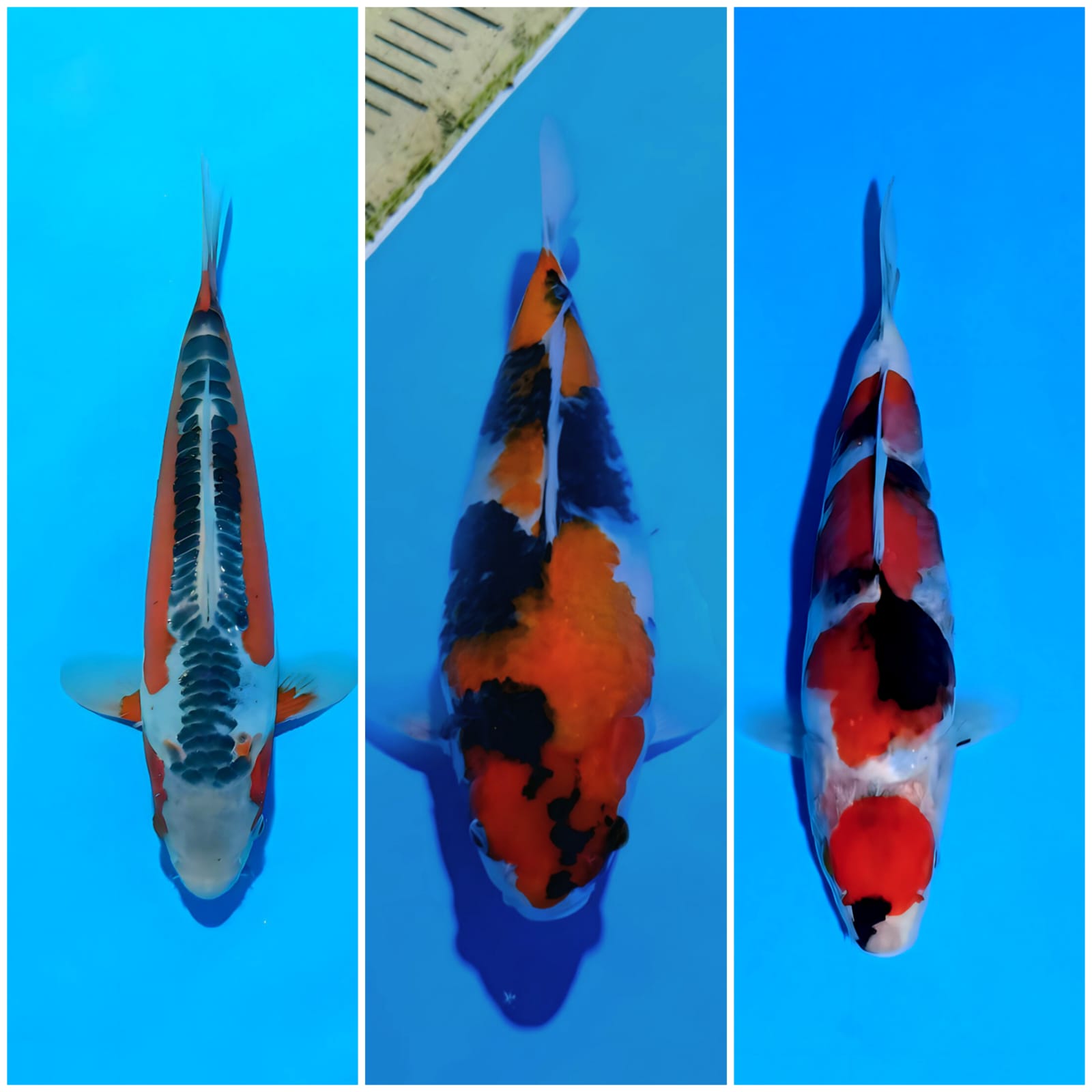 Lelang Koi Online, Jual Beli Ikan Koi, Pasar Koi Terbaik, Agen Lelang Koi, Penawaran Koi Berkualitas, Harga Jual Koi, Lelang Ikan Koi Import, Beli Koi Online, Jual Koi Murah, Koi Showroom, Penjual Koi Terpercaya, Lelang Koi Jakarta, Jual Koi Lokal, Koi Kualitas Unggul, Harga Terbaik Koi, Jual Koi Indukan, Lelang Ikan Hias Koi, Pasar Koi Indonesia, Beli Koi Berkualitas Tinggi, Koi Farm Terbesar, Jual Beli Koi Impor, Lelang Ikan Koi Kualitas Premium, Daftar Harga Koi Terbaru, Pusat Jual Beli Koi, Info Lelang Koi Hari Ini.