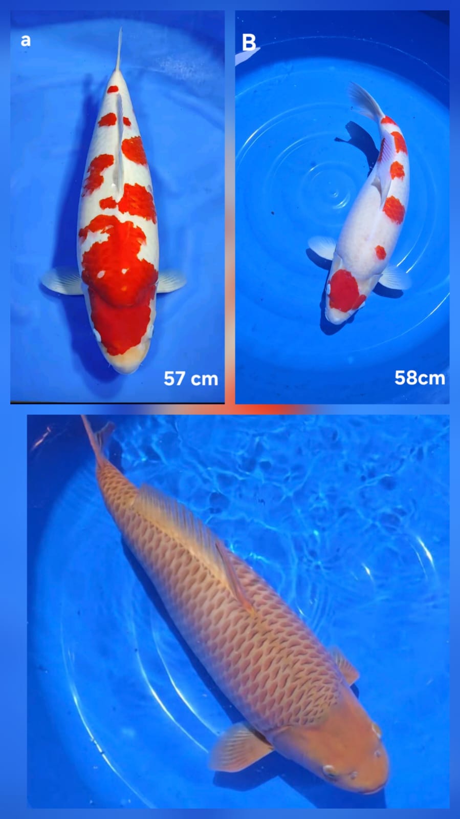 Lelang Koi Online, Jual Beli Ikan Koi, Pasar Koi Terbaik, Agen Lelang Koi, Penawaran Koi Berkualitas, Harga Jual Koi, Lelang Ikan Koi Import, Beli Koi Online, Jual Koi Murah, Koi Showroom, Penjual Koi Terpercaya, Lelang Koi Jakarta, Jual Koi Lokal, Koi Kualitas Unggul, Harga Terbaik Koi, Jual Koi Indukan, Lelang Ikan Hias Koi, Pasar Koi Indonesia, Beli Koi Berkualitas Tinggi, Koi Farm Terbesar, Jual Beli Koi Impor, Lelang Ikan Koi Kualitas Premium, Daftar Harga Koi Terbaru, Pusat Jual Beli Koi, Info Lelang Koi Hari Ini.