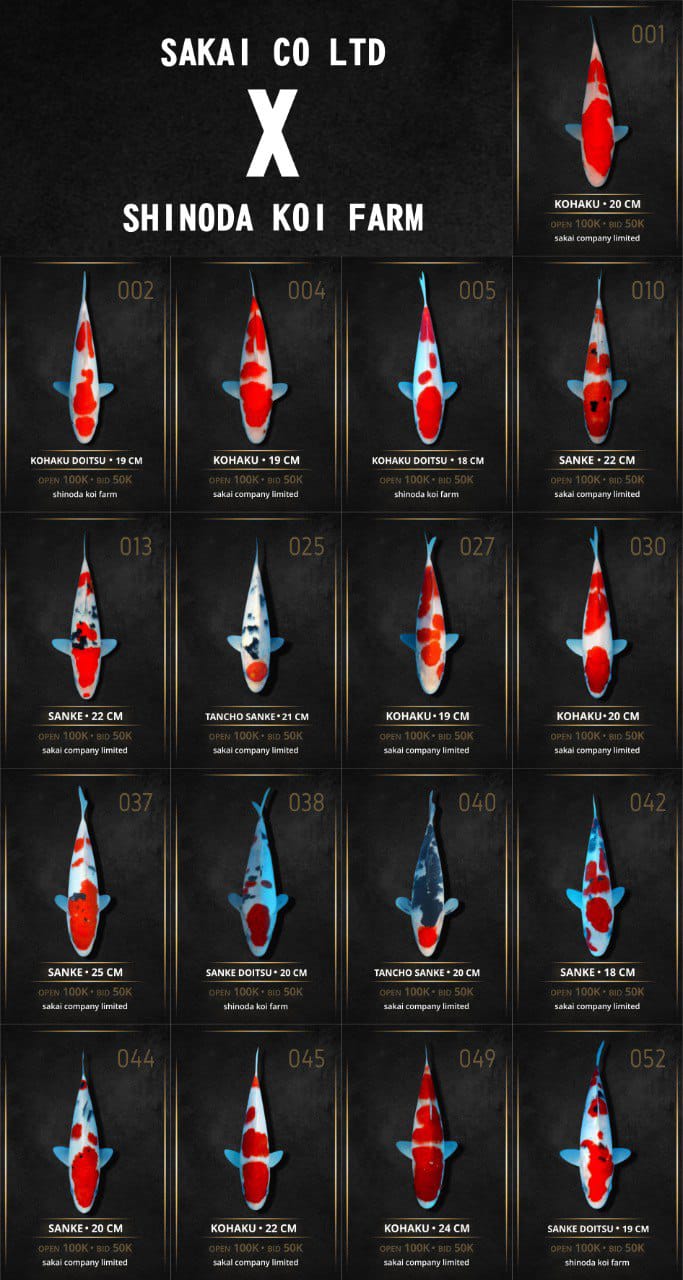 Lelang Koi Online, Jual Beli Ikan Koi, Pasar Koi Terbaik, Agen Lelang Koi, Penawaran Koi Berkualitas, Harga Jual Koi, Lelang Ikan Koi Import, Beli Koi Online, Jual Koi Murah, Koi Showroom, Penjual Koi Terpercaya, Lelang Koi Jakarta, Jual Koi Lokal, Koi Kualitas Unggul, Harga Terbaik Koi, Jual Koi Indukan, Lelang Ikan Hias Koi, Pasar Koi Indonesia, Beli Koi Berkualitas Tinggi, Koi Farm Terbesar, Jual Beli Koi Impor, Lelang Ikan Koi Kualitas Premium, Daftar Harga Koi Terbaru, Pusat Jual Beli Koi, Info Lelang Koi Hari Ini.