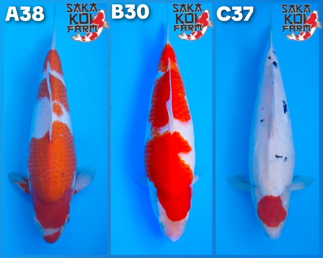 Lelang Koi Online, Jual Beli Ikan Koi, Pasar Koi Terbaik, Agen Lelang Koi, Penawaran Koi Berkualitas, Harga Jual Koi, Lelang Ikan Koi Import, Beli Koi Online, Jual Koi Murah, Koi Showroom, Penjual Koi Terpercaya, Lelang Koi Jakarta, Jual Koi Lokal, Koi Kualitas Unggul, Harga Terbaik Koi, Jual Koi Indukan, Lelang Ikan Hias Koi, Pasar Koi Indonesia, Beli Koi Berkualitas Tinggi, Koi Farm Terbesar, Jual Beli Koi Impor, Lelang Ikan Koi Kualitas Premium, Daftar Harga Koi Terbaru, Pusat Jual Beli Koi, Info Lelang Koi Hari Ini.