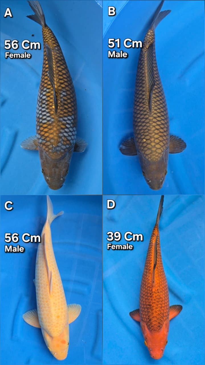 Lelang Koi Online, Jual Beli Ikan Koi, Pasar Koi Terbaik, Agen Lelang Koi, Penawaran Koi Berkualitas, Harga Jual Koi, Lelang Ikan Koi Import, Beli Koi Online, Jual Koi Murah, Koi Showroom, Penjual Koi Terpercaya, Lelang Koi Jakarta, Jual Koi Lokal, Koi Kualitas Unggul, Harga Terbaik Koi, Jual Koi Indukan, Lelang Ikan Hias Koi, Pasar Koi Indonesia, Beli Koi Berkualitas Tinggi, Koi Farm Terbesar, Jual Beli Koi Impor, Lelang Ikan Koi Kualitas Premium, Daftar Harga Koi Terbaru, Pusat Jual Beli Koi, Info Lelang Koi Hari Ini.