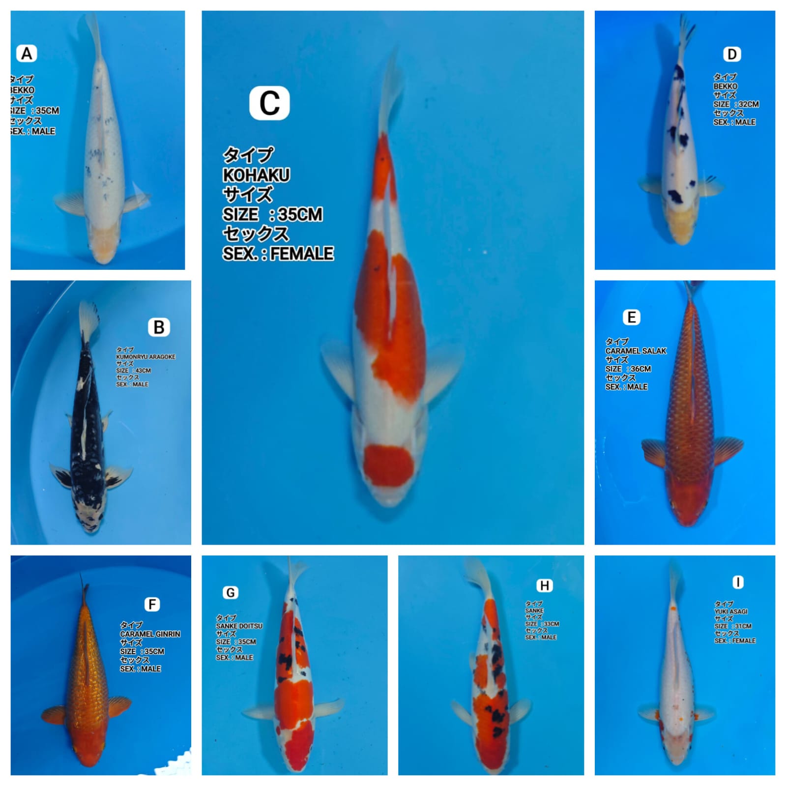 Lelang Koi Online, Jual Beli Ikan Koi, Pasar Koi Terbaik, Agen Lelang Koi, Penawaran Koi Berkualitas, Harga Jual Koi, Lelang Ikan Koi Import, Beli Koi Online, Jual Koi Murah, Koi Showroom, Penjual Koi Terpercaya, Lelang Koi Jakarta, Jual Koi Lokal, Koi Kualitas Unggul, Harga Terbaik Koi, Jual Koi Indukan, Lelang Ikan Hias Koi, Pasar Koi Indonesia, Beli Koi Berkualitas Tinggi, Koi Farm Terbesar, Jual Beli Koi Impor, Lelang Ikan Koi Kualitas Premium, Daftar Harga Koi Terbaru, Pusat Jual Beli Koi, Info Lelang Koi Hari Ini.