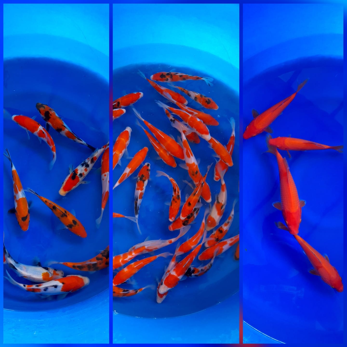 Lelang Koi Online, Jual Beli Ikan Koi, Pasar Koi Terbaik, Agen Lelang Koi, Penawaran Koi Berkualitas, Harga Jual Koi, Lelang Ikan Koi Import, Beli Koi Online, Jual Koi Murah, Koi Showroom, Penjual Koi Terpercaya, Lelang Koi Jakarta, Jual Koi Lokal, Koi Kualitas Unggul, Harga Terbaik Koi, Jual Koi Indukan, Lelang Ikan Hias Koi, Pasar Koi Indonesia, Beli Koi Berkualitas Tinggi, Koi Farm Terbesar, Jual Beli Koi Impor, Lelang Ikan Koi Kualitas Premium, Daftar Harga Koi Terbaru, Pusat Jual Beli Koi, Info Lelang Koi Hari Ini.
