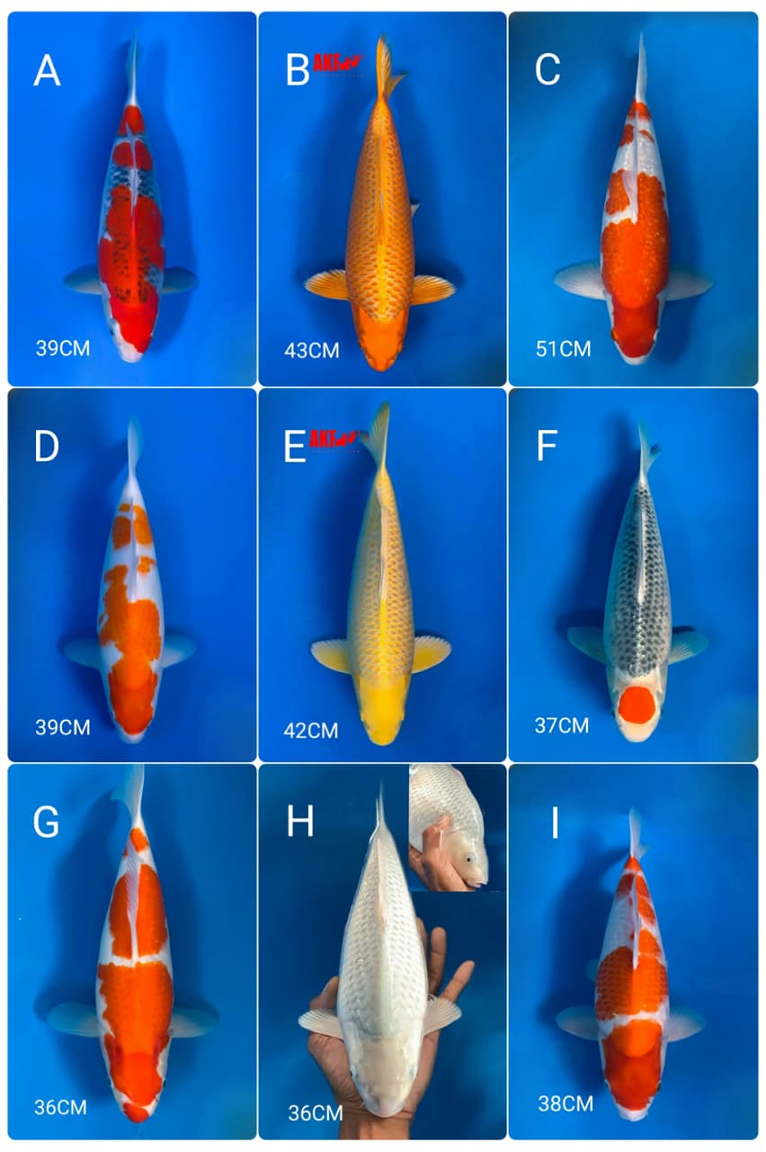 Lelang Koi Online, Jual Beli Ikan Koi, Pasar Koi Terbaik, Agen Lelang Koi, Penawaran Koi Berkualitas, Harga Jual Koi, Lelang Ikan Koi Import, Beli Koi Online, Jual Koi Murah, Koi Showroom, Penjual Koi Terpercaya, Lelang Koi Jakarta, Jual Koi Lokal, Koi Kualitas Unggul, Harga Terbaik Koi, Jual Koi Indukan, Lelang Ikan Hias Koi, Pasar Koi Indonesia, Beli Koi Berkualitas Tinggi, Koi Farm Terbesar, Jual Beli Koi Impor, Lelang Ikan Koi Kualitas Premium, Daftar Harga Koi Terbaru, Pusat Jual Beli Koi, Info Lelang Koi Hari Ini.