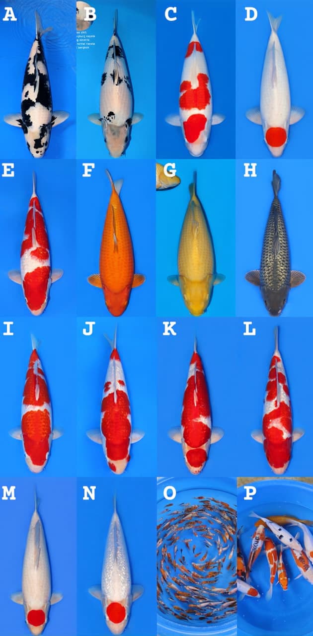 Lelang Koi Online, Jual Beli Ikan Koi, Pasar Koi Terbaik, Agen Lelang Koi, Penawaran Koi Berkualitas, Harga Jual Koi, Lelang Ikan Koi Import, Beli Koi Online, Jual Koi Murah, Koi Showroom, Penjual Koi Terpercaya, Lelang Koi Jakarta, Jual Koi Lokal, Koi Kualitas Unggul, Harga Terbaik Koi, Jual Koi Indukan, Lelang Ikan Hias Koi, Pasar Koi Indonesia, Beli Koi Berkualitas Tinggi, Koi Farm Terbesar, Jual Beli Koi Impor, Lelang Ikan Koi Kualitas Premium, Daftar Harga Koi Terbaru, Pusat Jual Beli Koi, Info Lelang Koi Hari Ini.