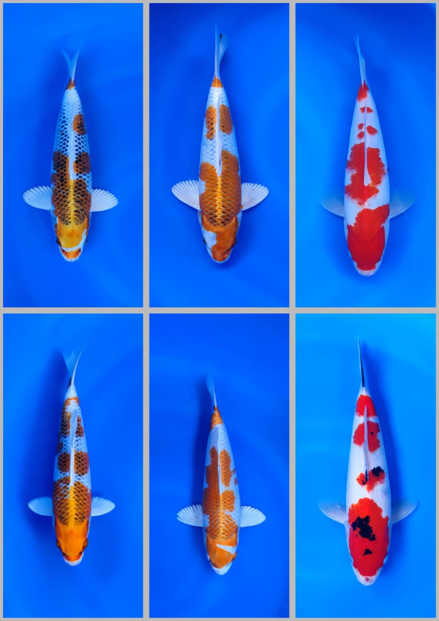 Lelang Koi Online, Jual Beli Ikan Koi, Pasar Koi Terbaik, Agen Lelang Koi, Penawaran Koi Berkualitas, Harga Jual Koi, Lelang Ikan Koi Import, Beli Koi Online, Jual Koi Murah, Koi Showroom, Penjual Koi Terpercaya, Lelang Koi Jakarta, Jual Koi Lokal, Koi Kualitas Unggul, Harga Terbaik Koi, Jual Koi Indukan, Lelang Ikan Hias Koi, Pasar Koi Indonesia, Beli Koi Berkualitas Tinggi, Koi Farm Terbesar, Jual Beli Koi Impor, Lelang Ikan Koi Kualitas Premium, Daftar Harga Koi Terbaru, Pusat Jual Beli Koi, Info Lelang Koi Hari Ini.