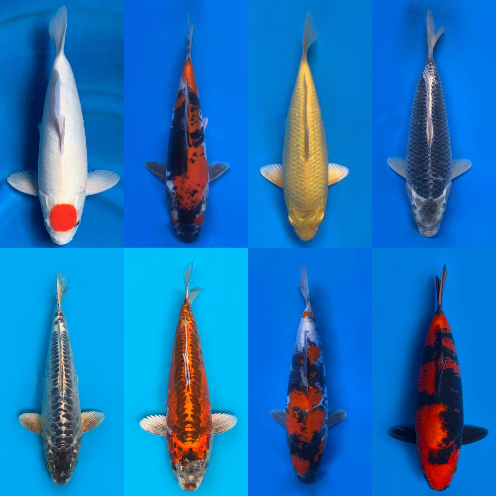 Lelang Koi Online, Jual Beli Ikan Koi, Pasar Koi Terbaik, Agen Lelang Koi, Penawaran Koi Berkualitas, Harga Jual Koi, Lelang Ikan Koi Import, Beli Koi Online, Jual Koi Murah, Koi Showroom, Penjual Koi Terpercaya, Lelang Koi Jakarta, Jual Koi Lokal, Koi Kualitas Unggul, Harga Terbaik Koi, Jual Koi Indukan, Lelang Ikan Hias Koi, Pasar Koi Indonesia, Beli Koi Berkualitas Tinggi, Koi Farm Terbesar, Jual Beli Koi Impor, Lelang Ikan Koi Kualitas Premium, Daftar Harga Koi Terbaru, Pusat Jual Beli Koi, Info Lelang Koi Hari Ini.