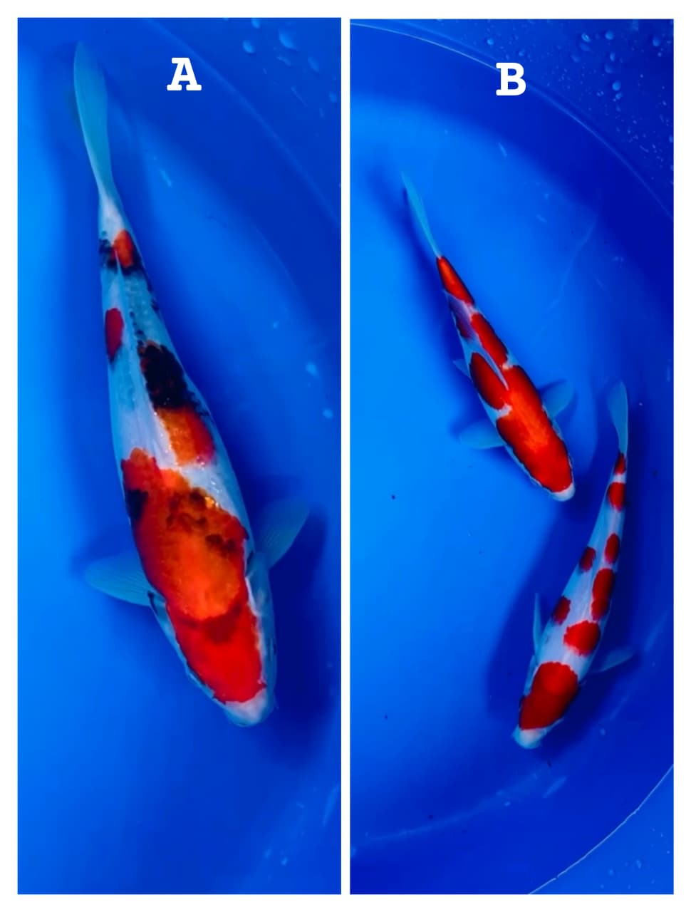 Lelang Koi Online, Jual Beli Ikan Koi, Pasar Koi Terbaik, Agen Lelang Koi, Penawaran Koi Berkualitas, Harga Jual Koi, Lelang Ikan Koi Import, Beli Koi Online, Jual Koi Murah, Koi Showroom, Penjual Koi Terpercaya, Lelang Koi Jakarta, Jual Koi Lokal, Koi Kualitas Unggul, Harga Terbaik Koi, Jual Koi Indukan, Lelang Ikan Hias Koi, Pasar Koi Indonesia, Beli Koi Berkualitas Tinggi, Koi Farm Terbesar, Jual Beli Koi Impor, Lelang Ikan Koi Kualitas Premium, Daftar Harga Koi Terbaru, Pusat Jual Beli Koi, Info Lelang Koi Hari Ini.