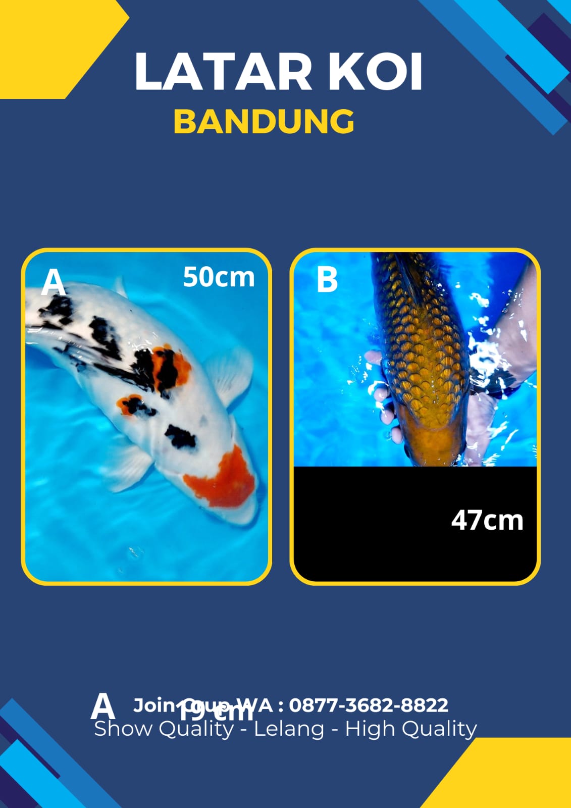 Lelang Koi Online, Jual Beli Ikan Koi, Pasar Koi Terbaik, Agen Lelang Koi, Penawaran Koi Berkualitas, Harga Jual Koi, Lelang Ikan Koi Import, Beli Koi Online, Jual Koi Murah, Koi Showroom, Penjual Koi Terpercaya, Lelang Koi Jakarta, Jual Koi Lokal, Koi Kualitas Unggul, Harga Terbaik Koi, Jual Koi Indukan, Lelang Ikan Hias Koi, Pasar Koi Indonesia, Beli Koi Berkualitas Tinggi, Koi Farm Terbesar, Jual Beli Koi Impor, Lelang Ikan Koi Kualitas Premium, Daftar Harga Koi Terbaru, Pusat Jual Beli Koi, Info Lelang Koi Hari Ini.