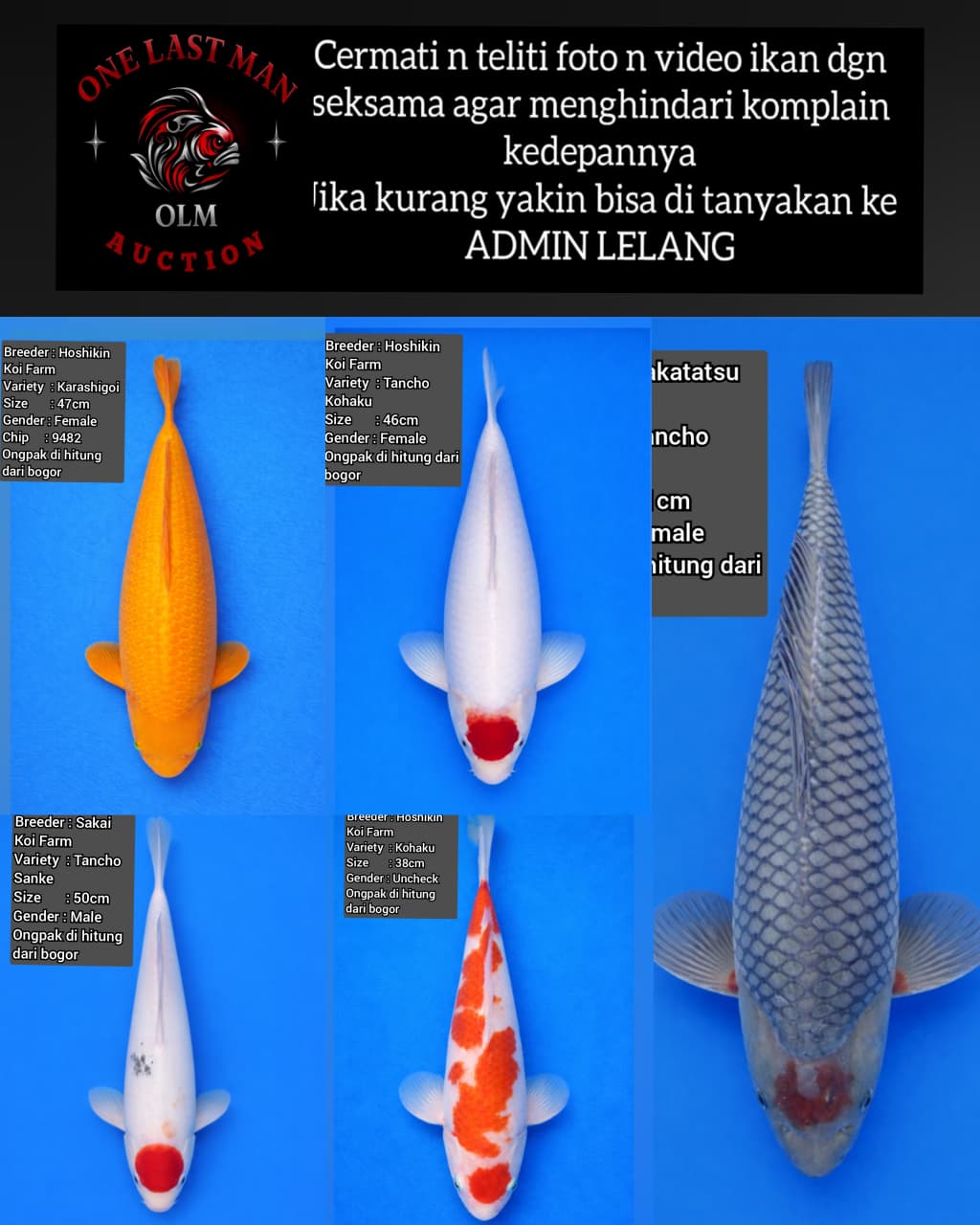Lelang Koi Online, Jual Beli Ikan Koi, Pasar Koi Terbaik, Agen Lelang Koi, Penawaran Koi Berkualitas, Harga Jual Koi, Lelang Ikan Koi Import, Beli Koi Online, Jual Koi Murah, Koi Showroom, Penjual Koi Terpercaya, Lelang Koi Jakarta, Jual Koi Lokal, Koi Kualitas Unggul, Harga Terbaik Koi, Jual Koi Indukan, Lelang Ikan Hias Koi, Pasar Koi Indonesia, Beli Koi Berkualitas Tinggi, Koi Farm Terbesar, Jual Beli Koi Impor, Lelang Ikan Koi Kualitas Premium, Daftar Harga Koi Terbaru, Pusat Jual Beli Koi, Info Lelang Koi Hari Ini.