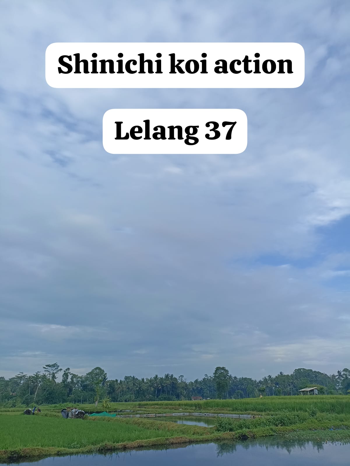 Lelang Koi Online, Jual Beli Ikan Koi, Pasar Koi Terbaik, Agen Lelang Koi, Penawaran Koi Berkualitas, Harga Jual Koi, Lelang Ikan Koi Import, Beli Koi Online, Jual Koi Murah, Koi Showroom, Penjual Koi Terpercaya, Lelang Koi Jakarta, Jual Koi Lokal, Koi Kualitas Unggul, Harga Terbaik Koi, Jual Koi Indukan, Lelang Ikan Hias Koi, Pasar Koi Indonesia, Beli Koi Berkualitas Tinggi, Koi Farm Terbesar, Jual Beli Koi Impor, Lelang Ikan Koi Kualitas Premium, Daftar Harga Koi Terbaru, Pusat Jual Beli Koi, Info Lelang Koi Hari Ini.