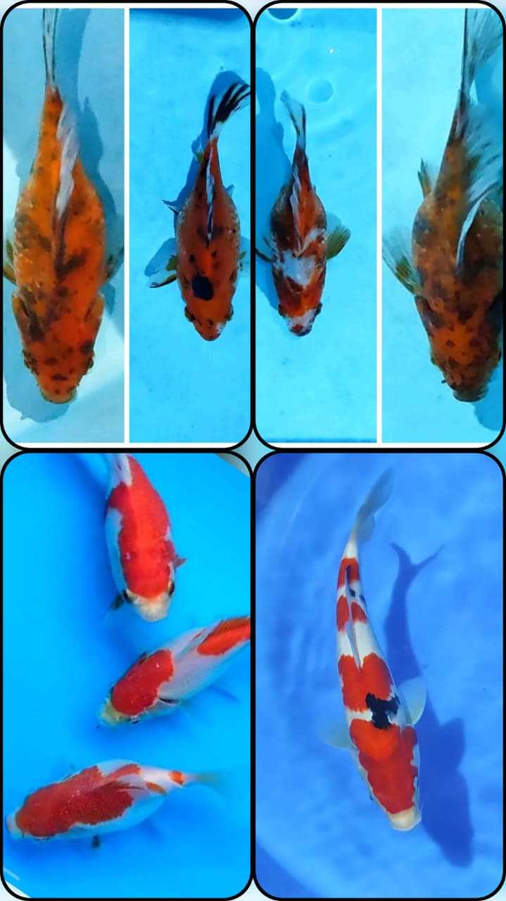 Lelang Koi Online, Jual Beli Ikan Koi, Pasar Koi Terbaik, Agen Lelang Koi, Penawaran Koi Berkualitas, Harga Jual Koi, Lelang Ikan Koi Import, Beli Koi Online, Jual Koi Murah, Koi Showroom, Penjual Koi Terpercaya, Lelang Koi Jakarta, Jual Koi Lokal, Koi Kualitas Unggul, Harga Terbaik Koi, Jual Koi Indukan, Lelang Ikan Hias Koi, Pasar Koi Indonesia, Beli Koi Berkualitas Tinggi, Koi Farm Terbesar, Jual Beli Koi Impor, Lelang Ikan Koi Kualitas Premium, Daftar Harga Koi Terbaru, Pusat Jual Beli Koi, Info Lelang Koi Hari Ini.