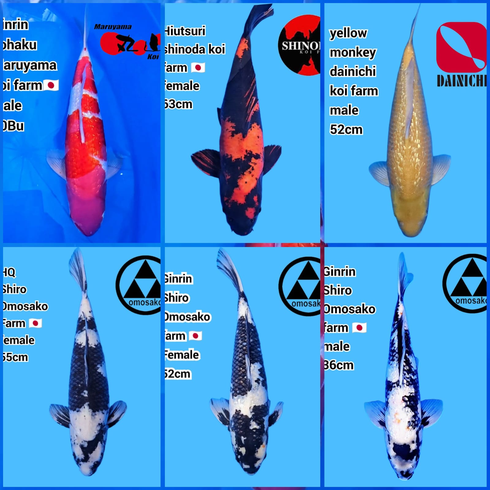 Lelang Koi Online, Jual Beli Ikan Koi, Pasar Koi Terbaik, Agen Lelang Koi, Penawaran Koi Berkualitas, Harga Jual Koi, Lelang Ikan Koi Import, Beli Koi Online, Jual Koi Murah, Koi Showroom, Penjual Koi Terpercaya, Lelang Koi Jakarta, Jual Koi Lokal, Koi Kualitas Unggul, Harga Terbaik Koi, Jual Koi Indukan, Lelang Ikan Hias Koi, Pasar Koi Indonesia, Beli Koi Berkualitas Tinggi, Koi Farm Terbesar, Jual Beli Koi Impor, Lelang Ikan Koi Kualitas Premium, Daftar Harga Koi Terbaru, Pusat Jual Beli Koi, Info Lelang Koi Hari Ini.