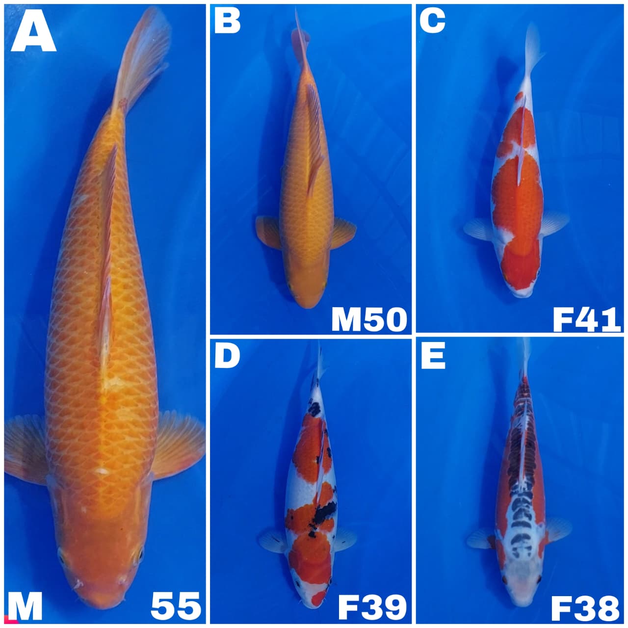 Lelang Koi Online, Jual Beli Ikan Koi, Pasar Koi Terbaik, Agen Lelang Koi, Penawaran Koi Berkualitas, Harga Jual Koi, Lelang Ikan Koi Import, Beli Koi Online, Jual Koi Murah, Koi Showroom, Penjual Koi Terpercaya, Lelang Koi Jakarta, Jual Koi Lokal, Koi Kualitas Unggul, Harga Terbaik Koi, Jual Koi Indukan, Lelang Ikan Hias Koi, Pasar Koi Indonesia, Beli Koi Berkualitas Tinggi, Koi Farm Terbesar, Jual Beli Koi Impor, Lelang Ikan Koi Kualitas Premium, Daftar Harga Koi Terbaru, Pusat Jual Beli Koi, Info Lelang Koi Hari Ini.