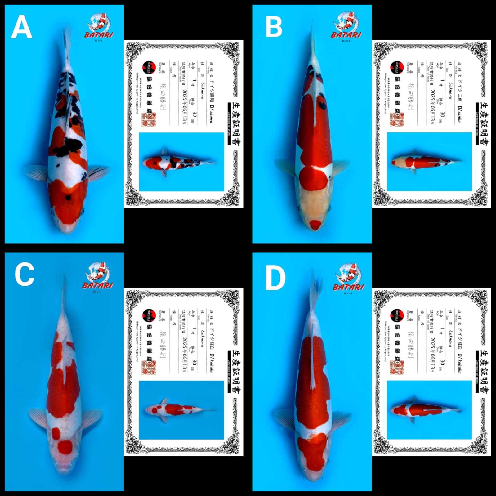 Lelang Koi Online, Jual Beli Ikan Koi, Pasar Koi Terbaik, Agen Lelang Koi, Penawaran Koi Berkualitas, Harga Jual Koi, Lelang Ikan Koi Import, Beli Koi Online, Jual Koi Murah, Koi Showroom, Penjual Koi Terpercaya, Lelang Koi Jakarta, Jual Koi Lokal, Koi Kualitas Unggul, Harga Terbaik Koi, Jual Koi Indukan, Lelang Ikan Hias Koi, Pasar Koi Indonesia, Beli Koi Berkualitas Tinggi, Koi Farm Terbesar, Jual Beli Koi Impor, Lelang Ikan Koi Kualitas Premium, Daftar Harga Koi Terbaru, Pusat Jual Beli Koi, Info Lelang Koi Hari Ini.