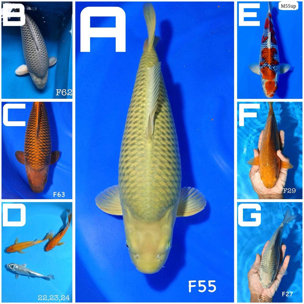 Lelang Koi Online, Jual Beli Ikan Koi, Pasar Koi Terbaik, Agen Lelang Koi, Penawaran Koi Berkualitas, Harga Jual Koi, Lelang Ikan Koi Import, Beli Koi Online, Jual Koi Murah, Koi Showroom, Penjual Koi Terpercaya, Lelang Koi Jakarta, Jual Koi Lokal, Koi Kualitas Unggul, Harga Terbaik Koi, Jual Koi Indukan, Lelang Ikan Hias Koi, Pasar Koi Indonesia, Beli Koi Berkualitas Tinggi, Koi Farm Terbesar, Jual Beli Koi Impor, Lelang Ikan Koi Kualitas Premium, Daftar Harga Koi Terbaru, Pusat Jual Beli Koi, Info Lelang Koi Hari Ini.