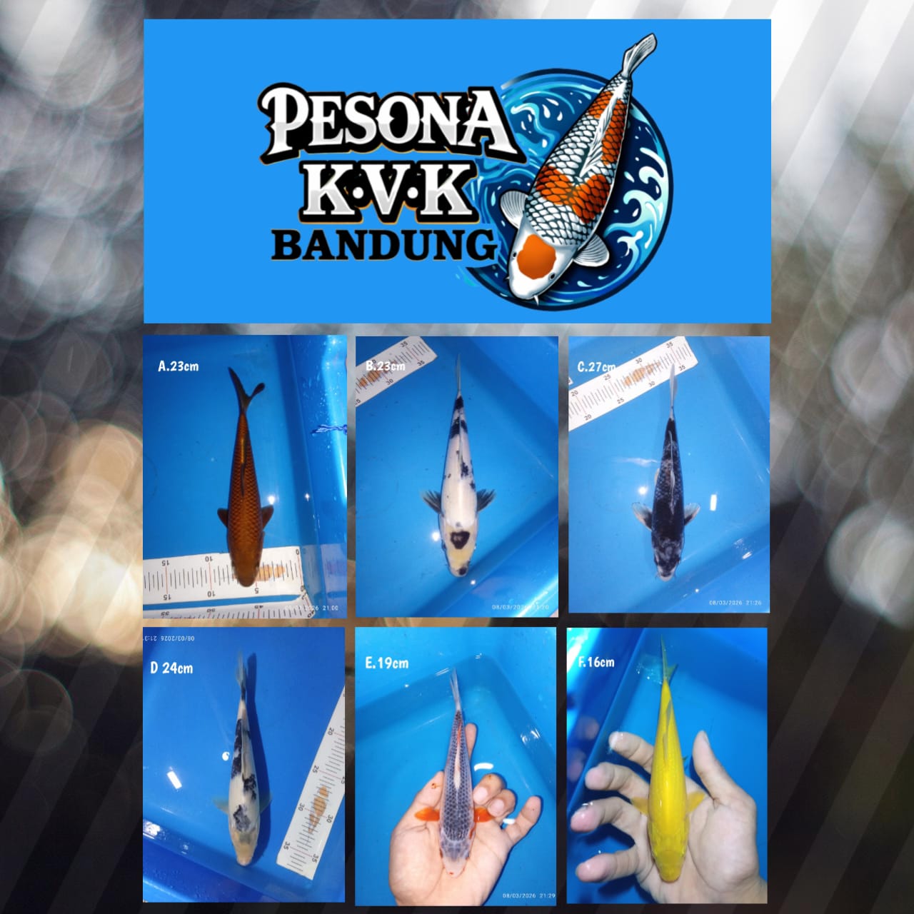 Lelang Koi Online, Jual Beli Ikan Koi, Pasar Koi Terbaik, Agen Lelang Koi, Penawaran Koi Berkualitas, Harga Jual Koi, Lelang Ikan Koi Import, Beli Koi Online, Jual Koi Murah, Koi Showroom, Penjual Koi Terpercaya, Lelang Koi Jakarta, Jual Koi Lokal, Koi Kualitas Unggul, Harga Terbaik Koi, Jual Koi Indukan, Lelang Ikan Hias Koi, Pasar Koi Indonesia, Beli Koi Berkualitas Tinggi, Koi Farm Terbesar, Jual Beli Koi Impor, Lelang Ikan Koi Kualitas Premium, Daftar Harga Koi Terbaru, Pusat Jual Beli Koi, Info Lelang Koi Hari Ini.