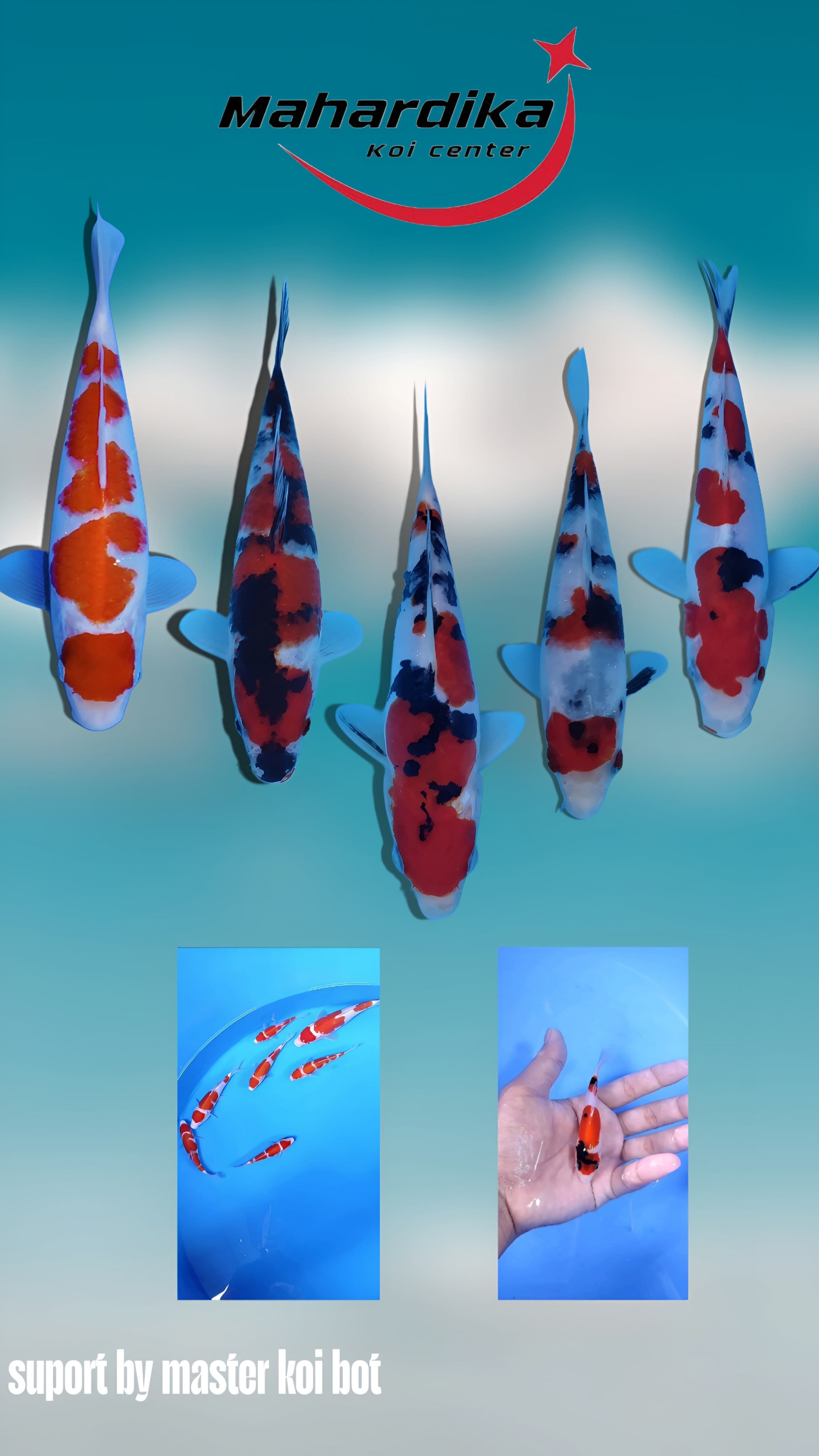 Lelang Koi Online, Jual Beli Ikan Koi, Pasar Koi Terbaik, Agen Lelang Koi, Penawaran Koi Berkualitas, Harga Jual Koi, Lelang Ikan Koi Import, Beli Koi Online, Jual Koi Murah, Koi Showroom, Penjual Koi Terpercaya, Lelang Koi Jakarta, Jual Koi Lokal, Koi Kualitas Unggul, Harga Terbaik Koi, Jual Koi Indukan, Lelang Ikan Hias Koi, Pasar Koi Indonesia, Beli Koi Berkualitas Tinggi, Koi Farm Terbesar, Jual Beli Koi Impor, Lelang Ikan Koi Kualitas Premium, Daftar Harga Koi Terbaru, Pusat Jual Beli Koi, Info Lelang Koi Hari Ini.